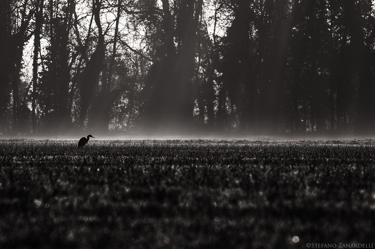 Solitude (Grey Heron)