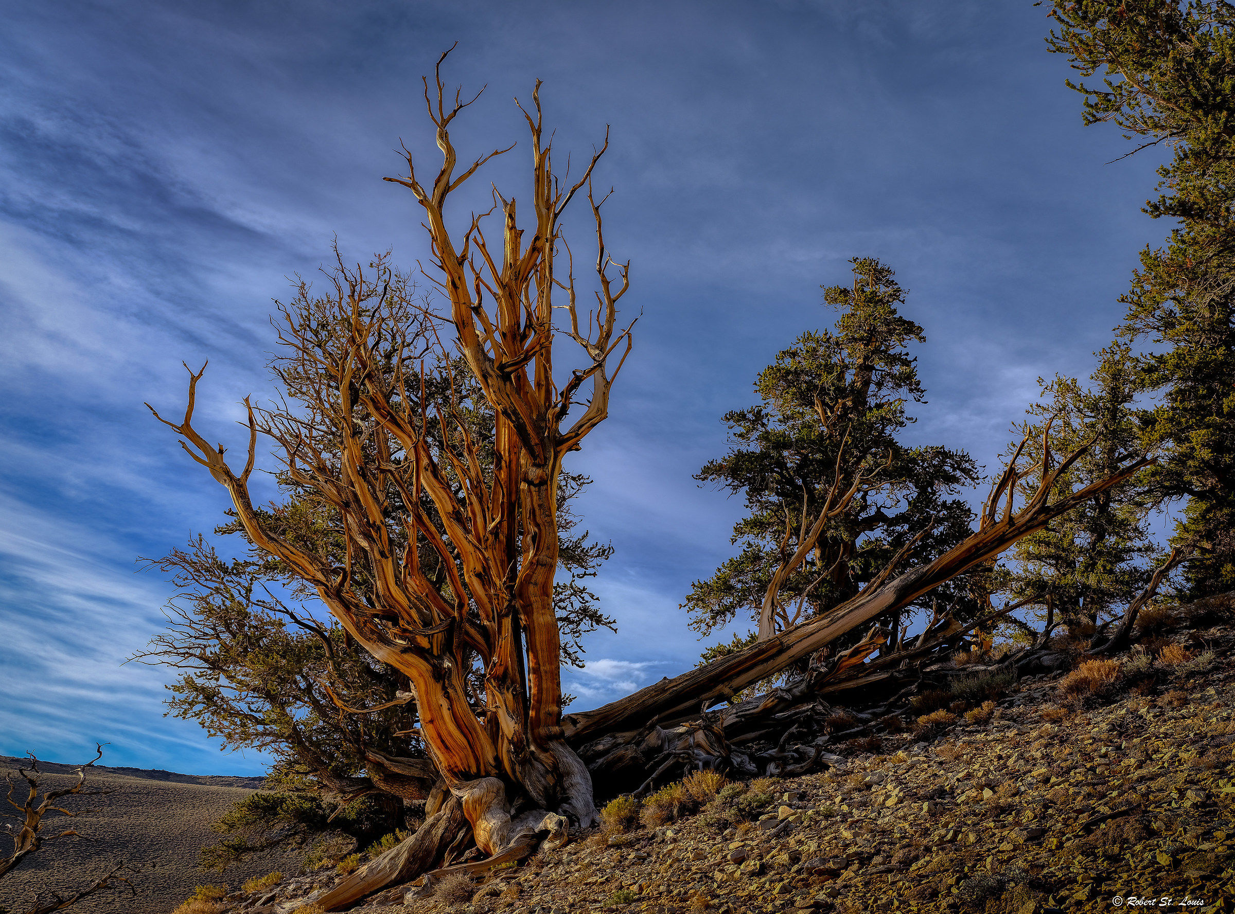 Bristlecone Pine