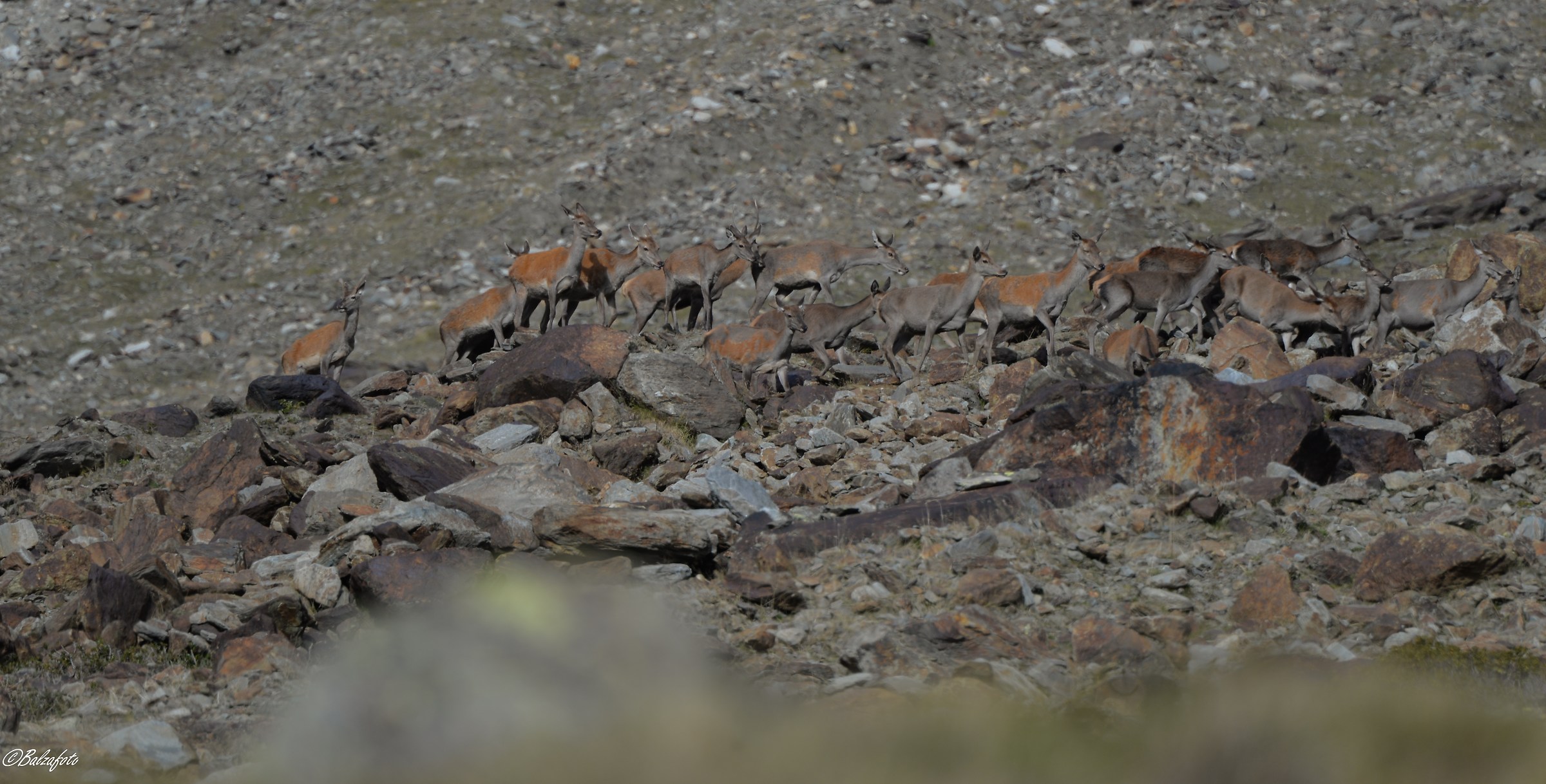 Group of deer Among the stones of the same color.