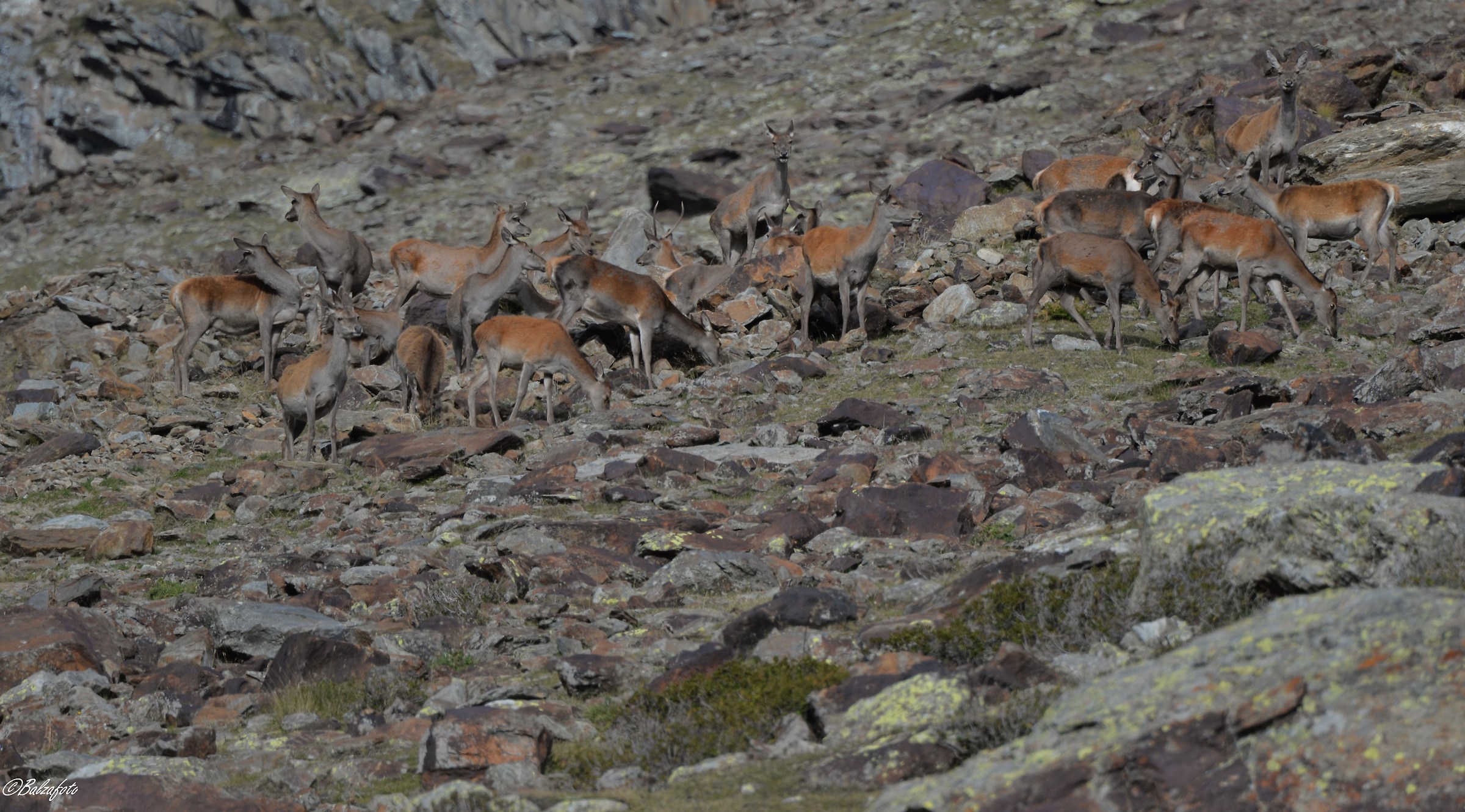 Group of deer Among the stones of the same color.