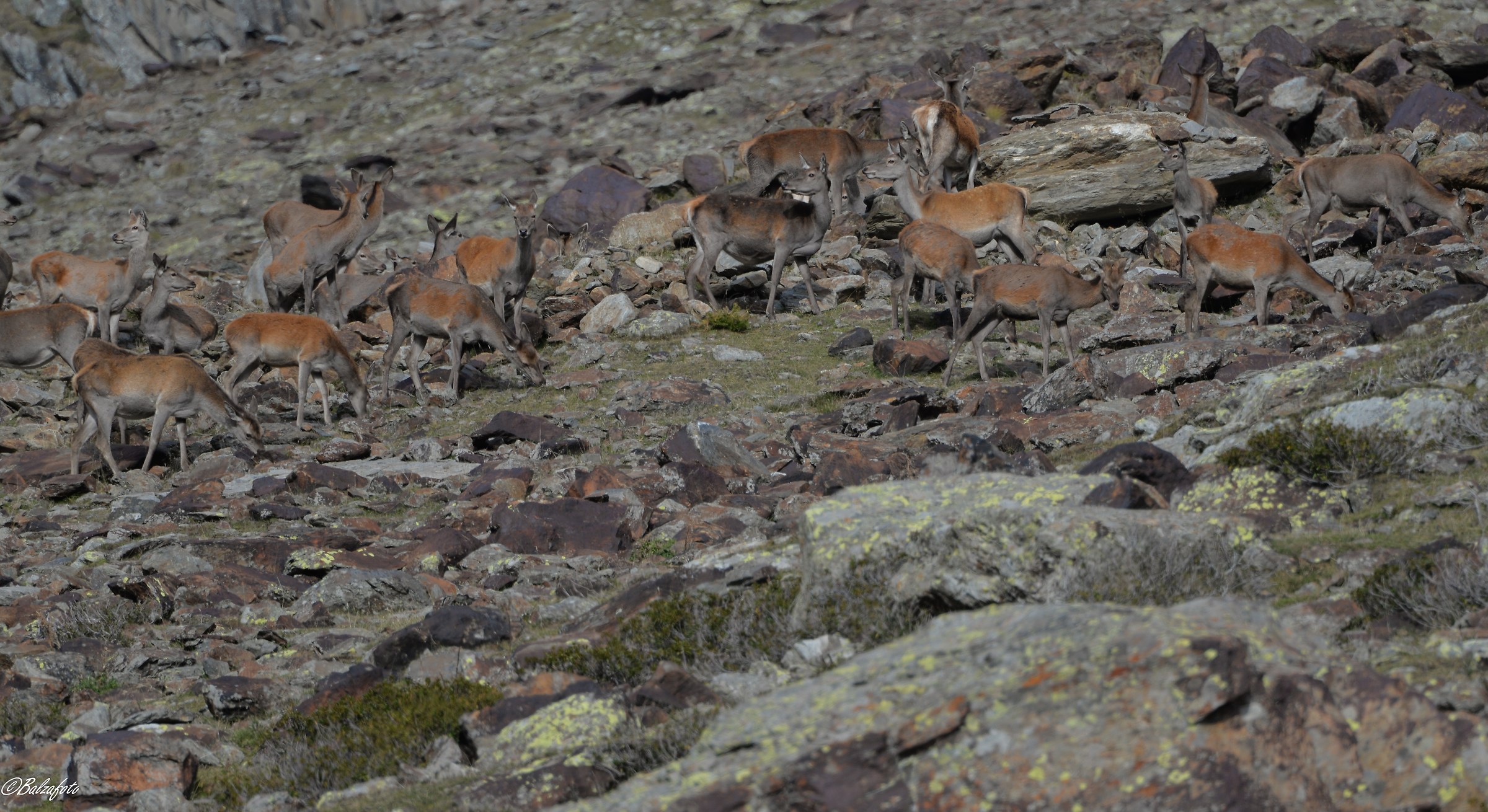 Group of deer Among the stones of the same color.