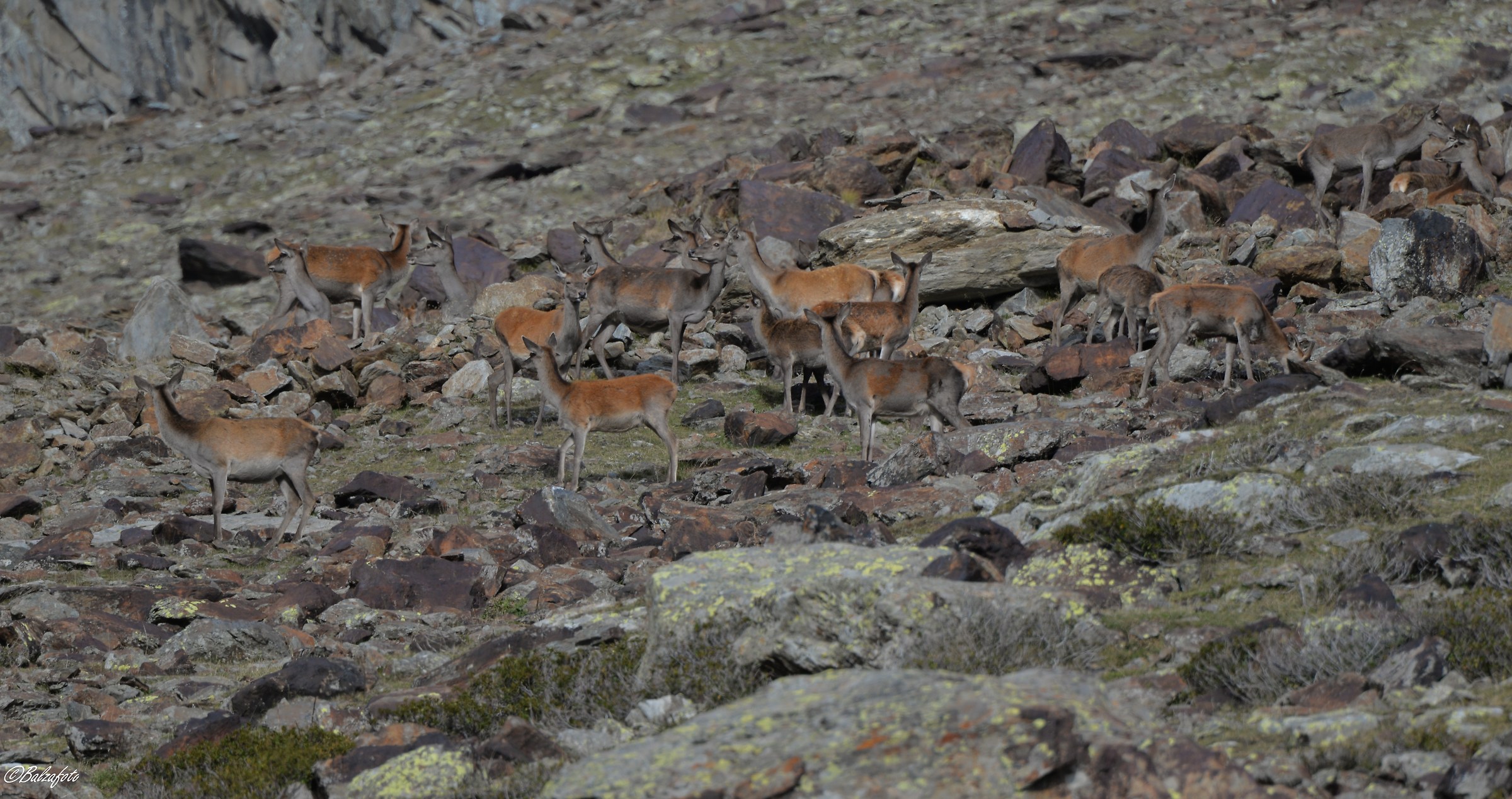 Group of deer Among the stones of the same color.