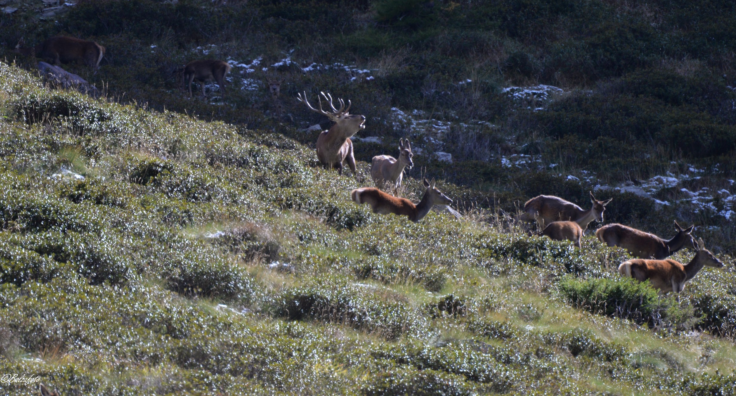 Majestic Sultan of the Harem