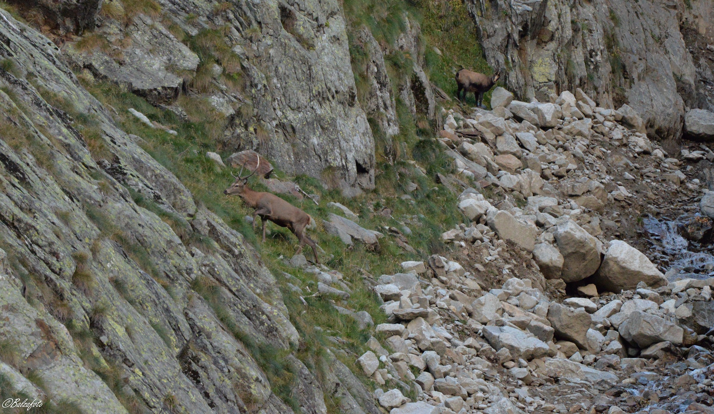 Passing Hart and Suede looking