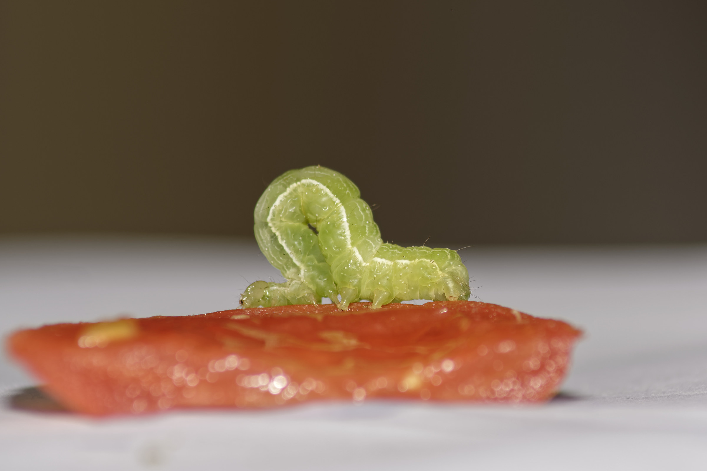 larva 01