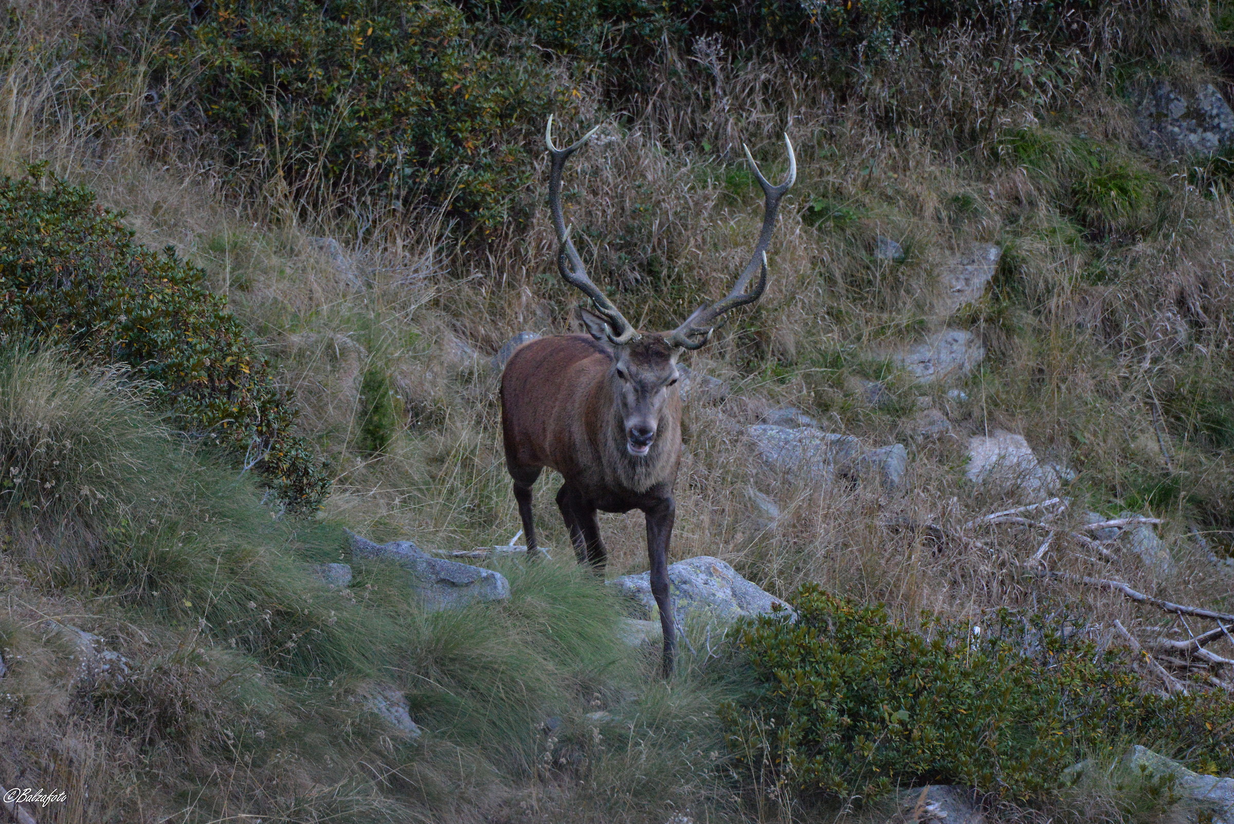 Majestic Sultan of the Harem
