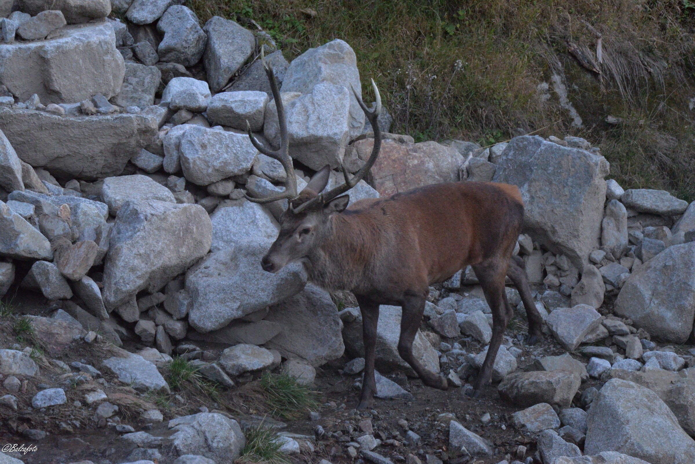Majestic Sultan of the Harem