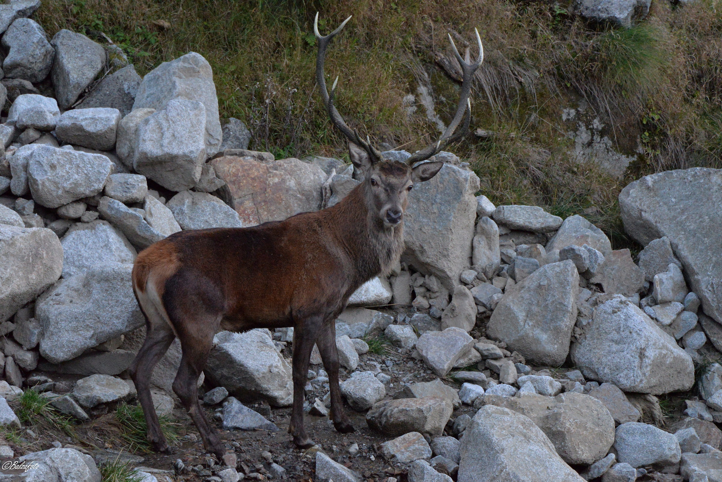 Majestic Sultan of the Harem