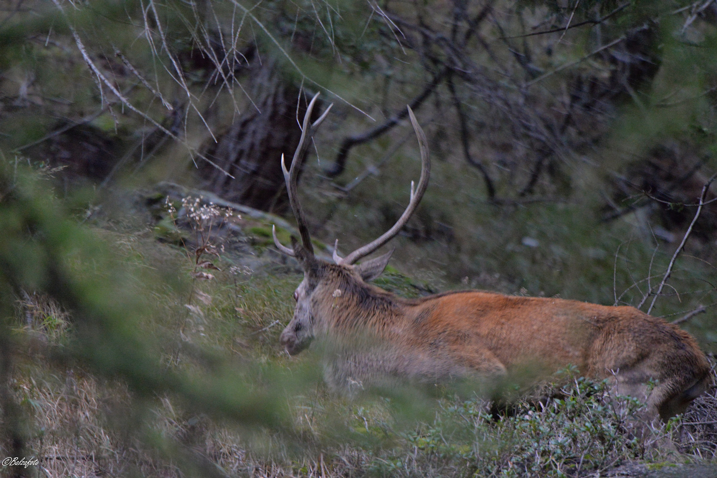 Hart looking for an area of territory