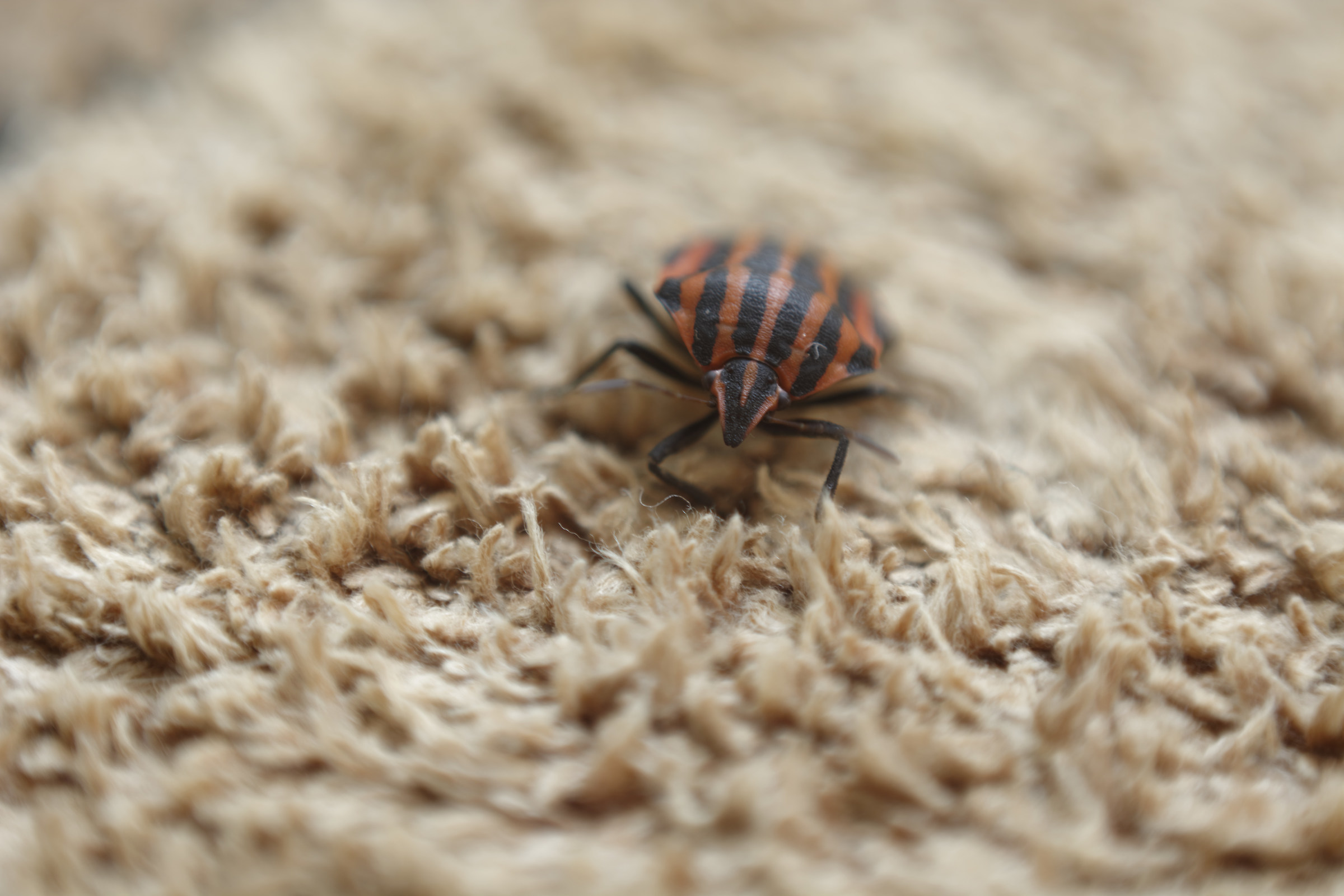 Graphosoma Italicum