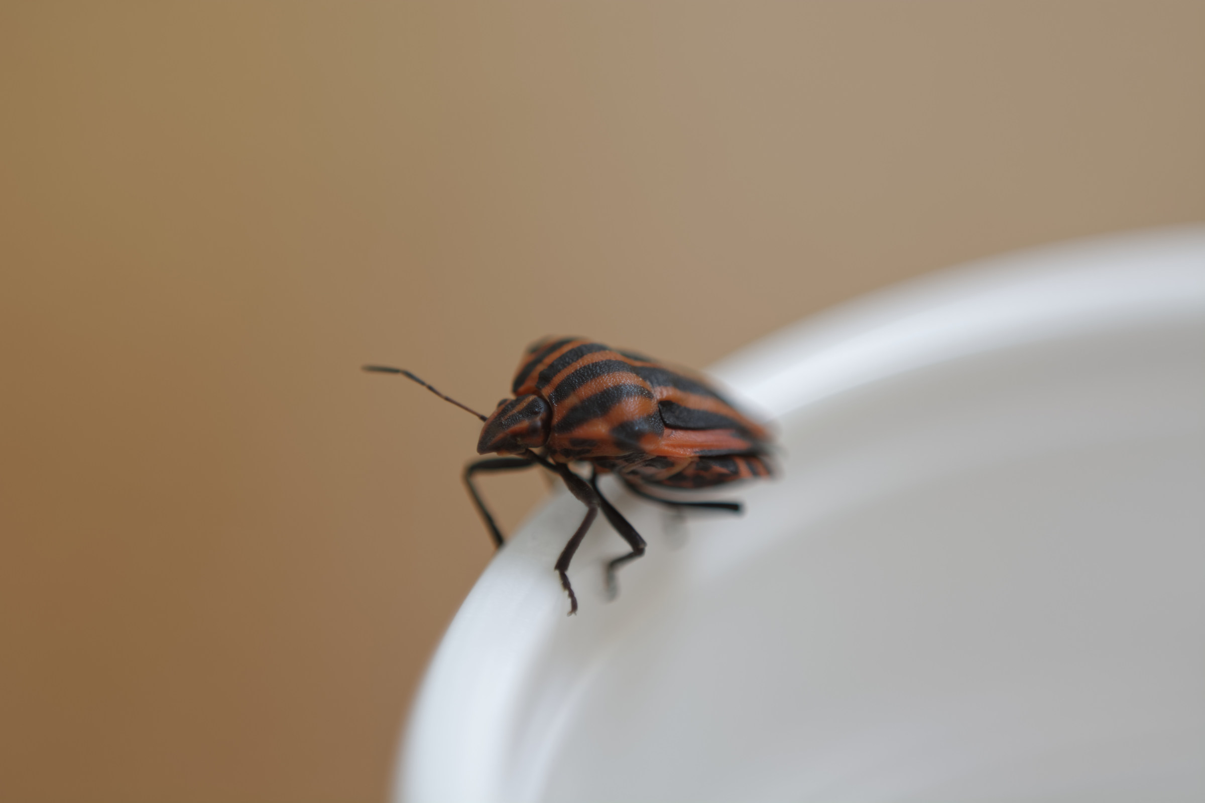 Bug on a glass