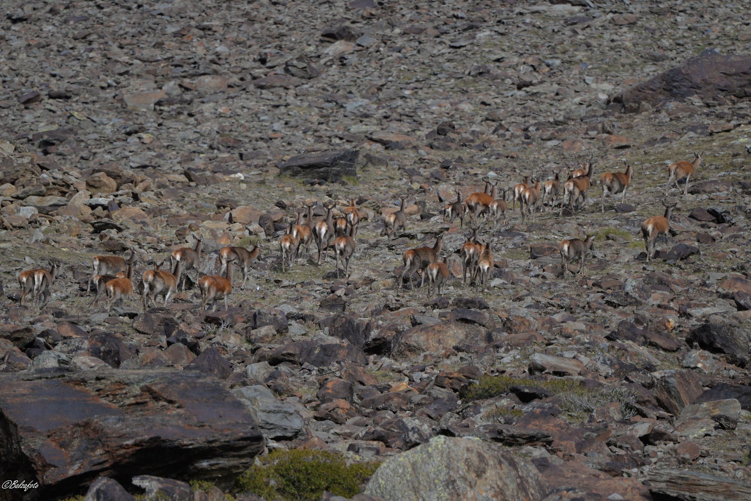 Ever seen so many asses?