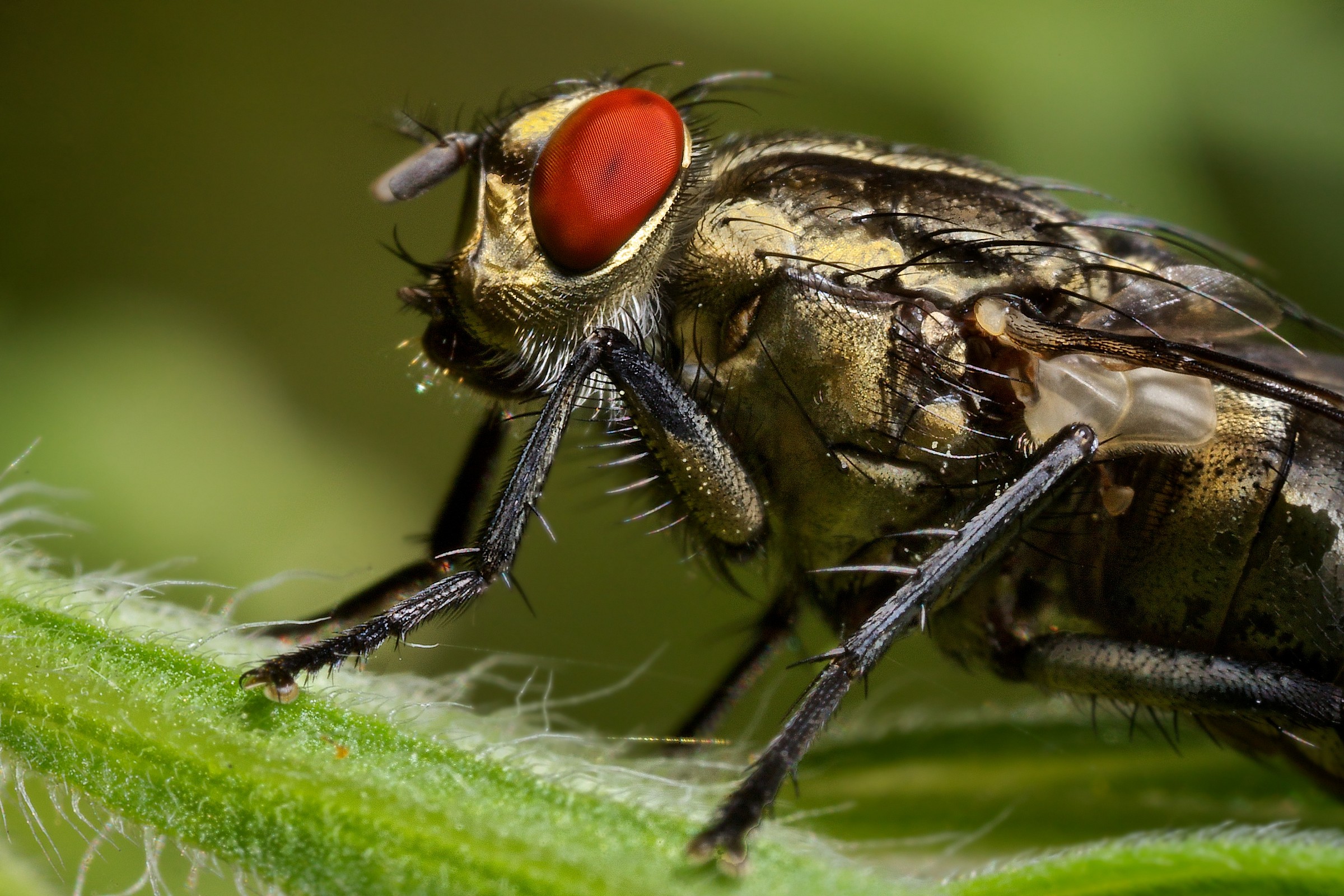 Portrait of fly