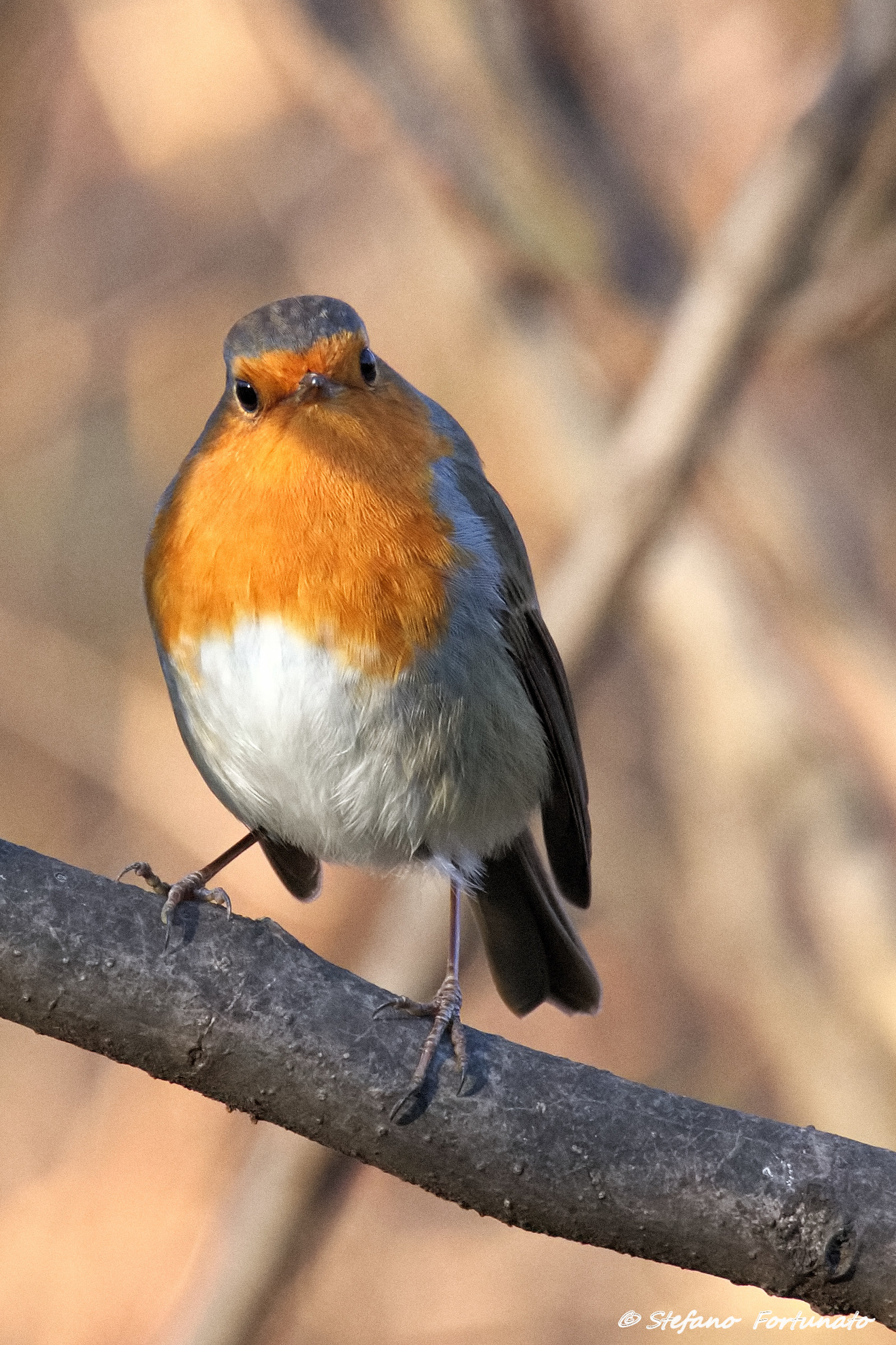 Robin