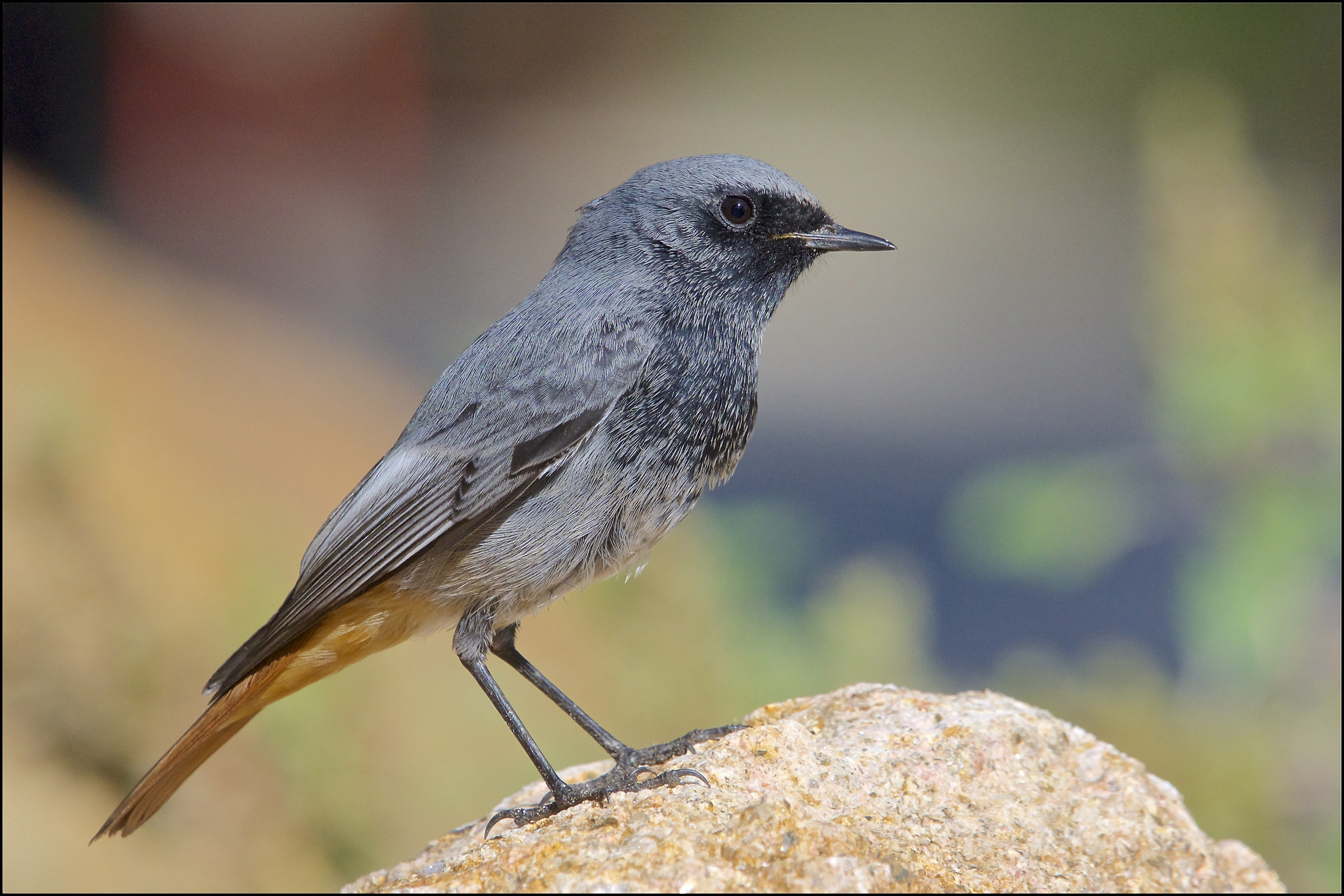 Codirosso spazzacamino