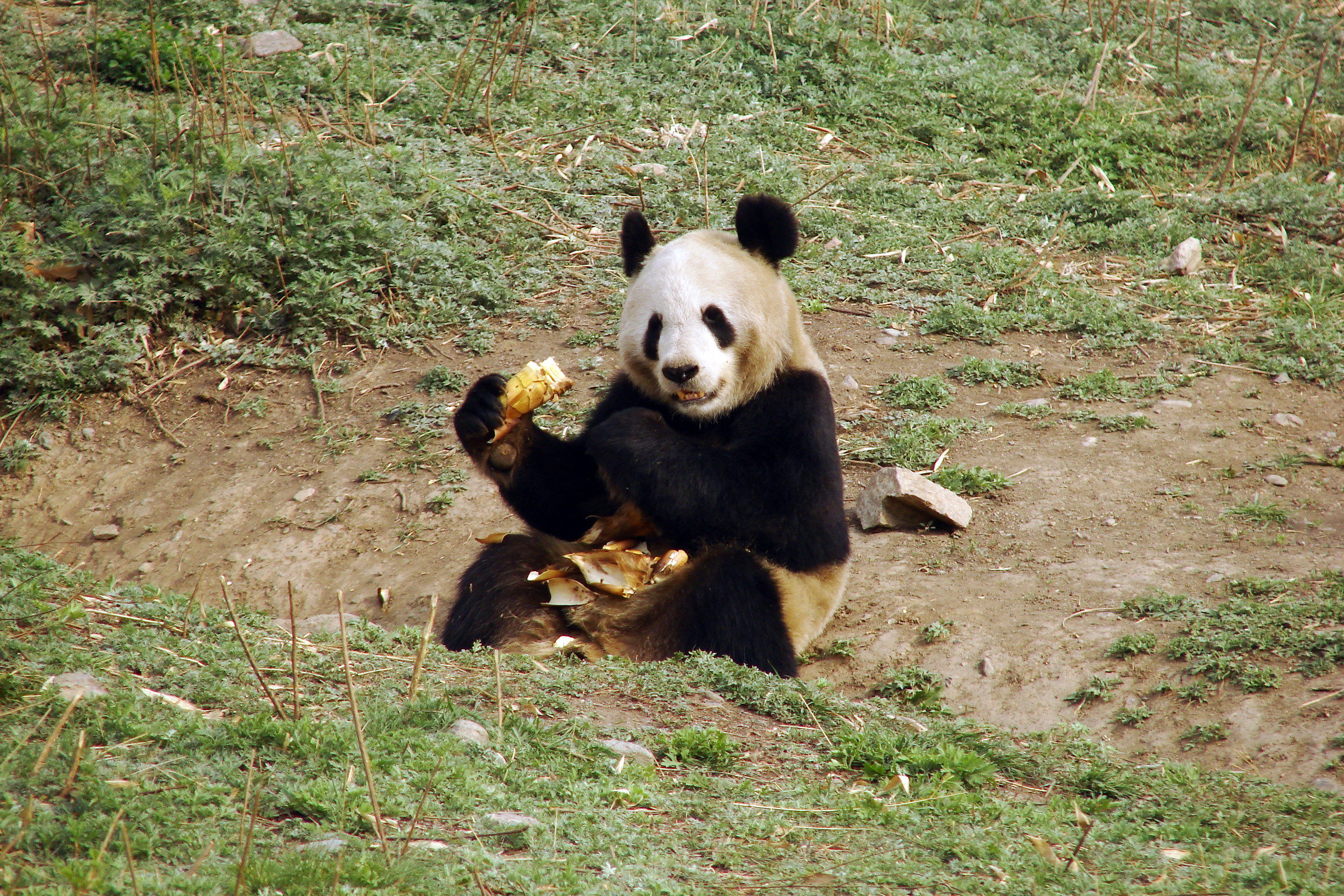 If it's not C... this...