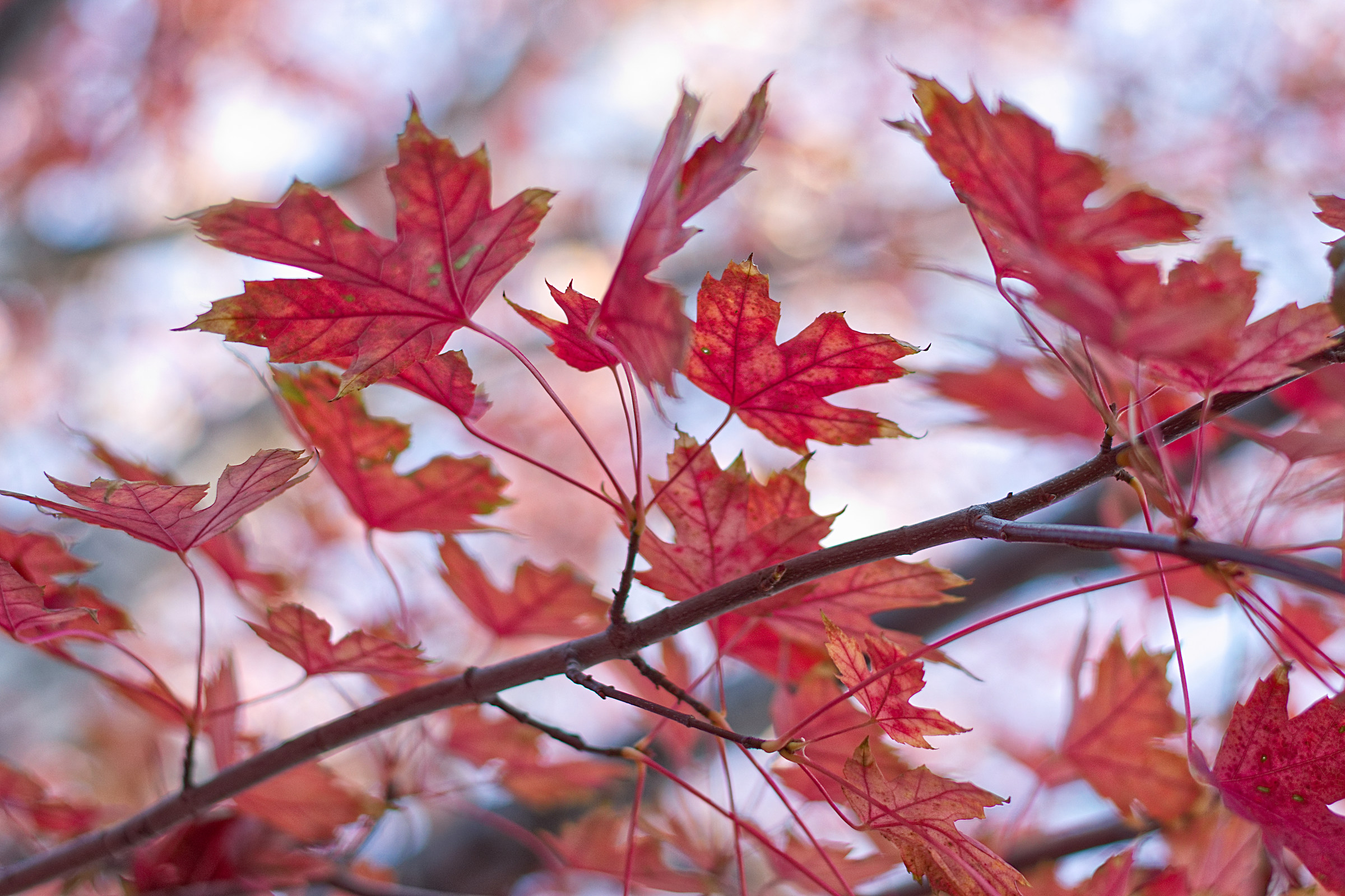 red leaves
