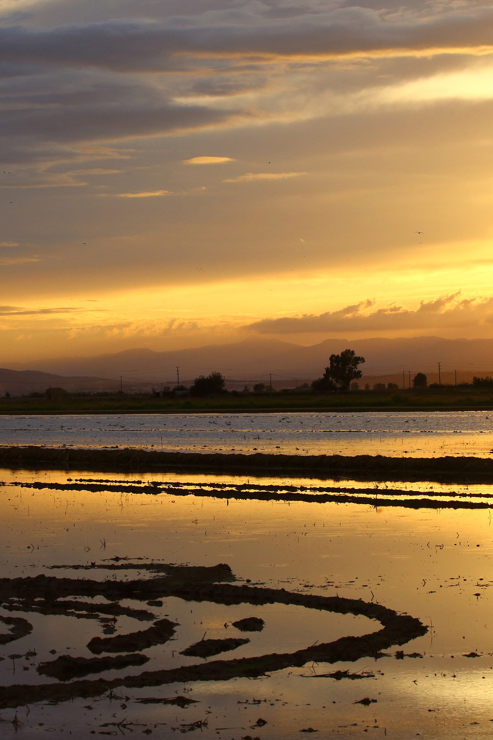 Tramonto sulle risaie di Deltebre