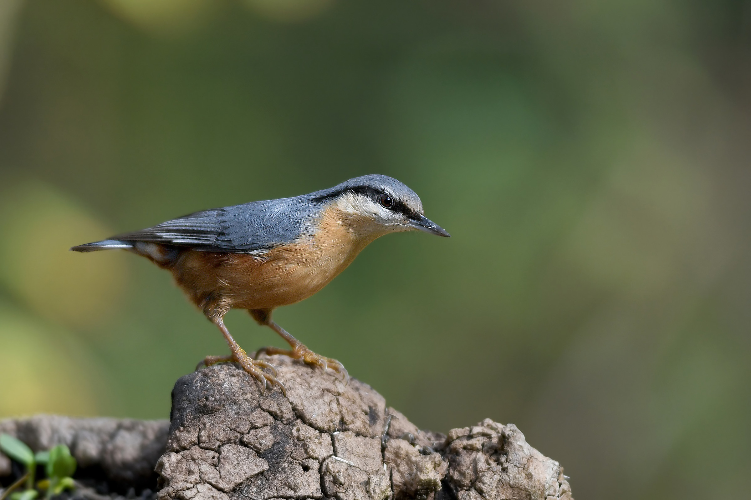 Nuthatch-Sitta Europaea