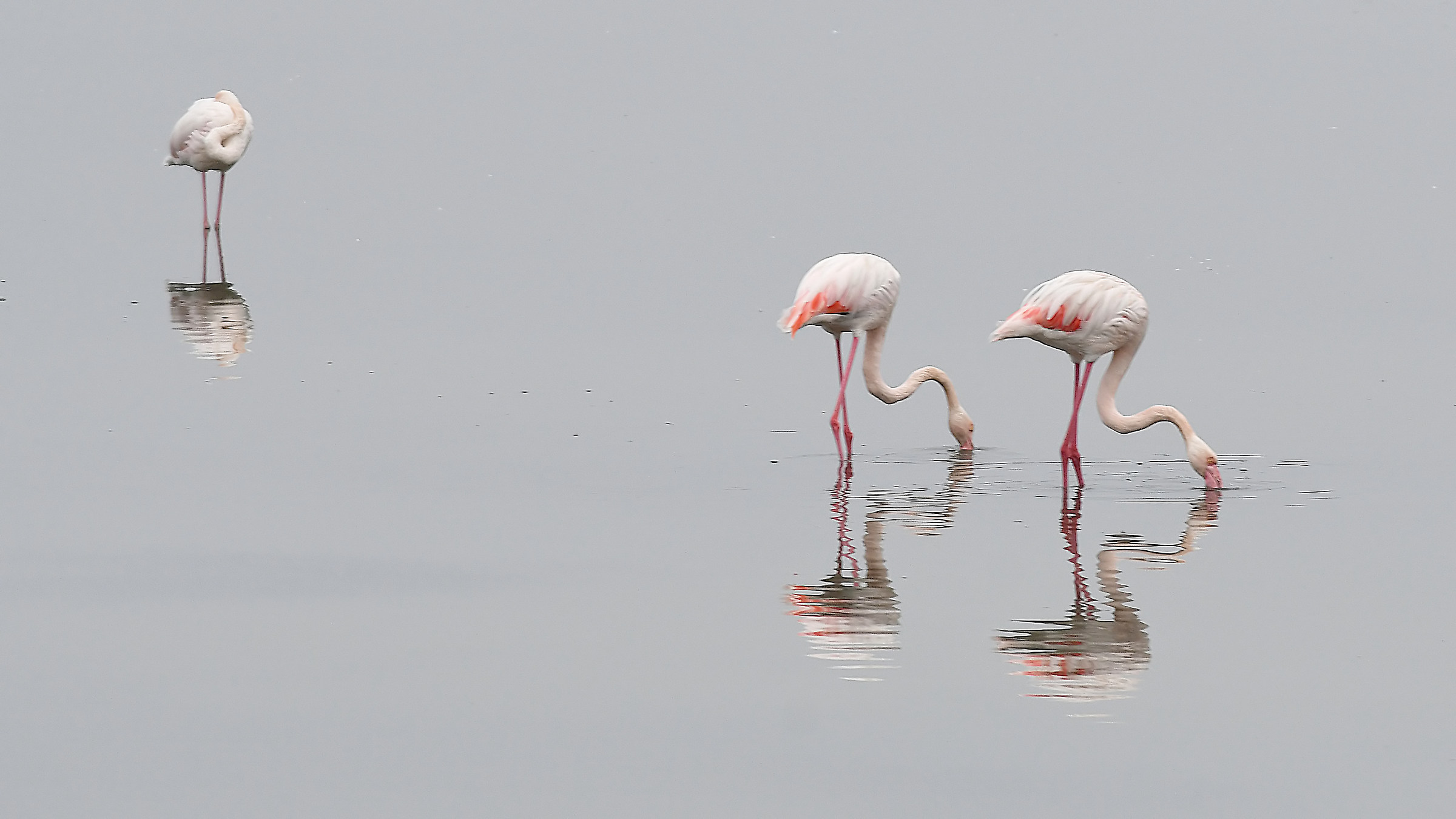 Flamingos