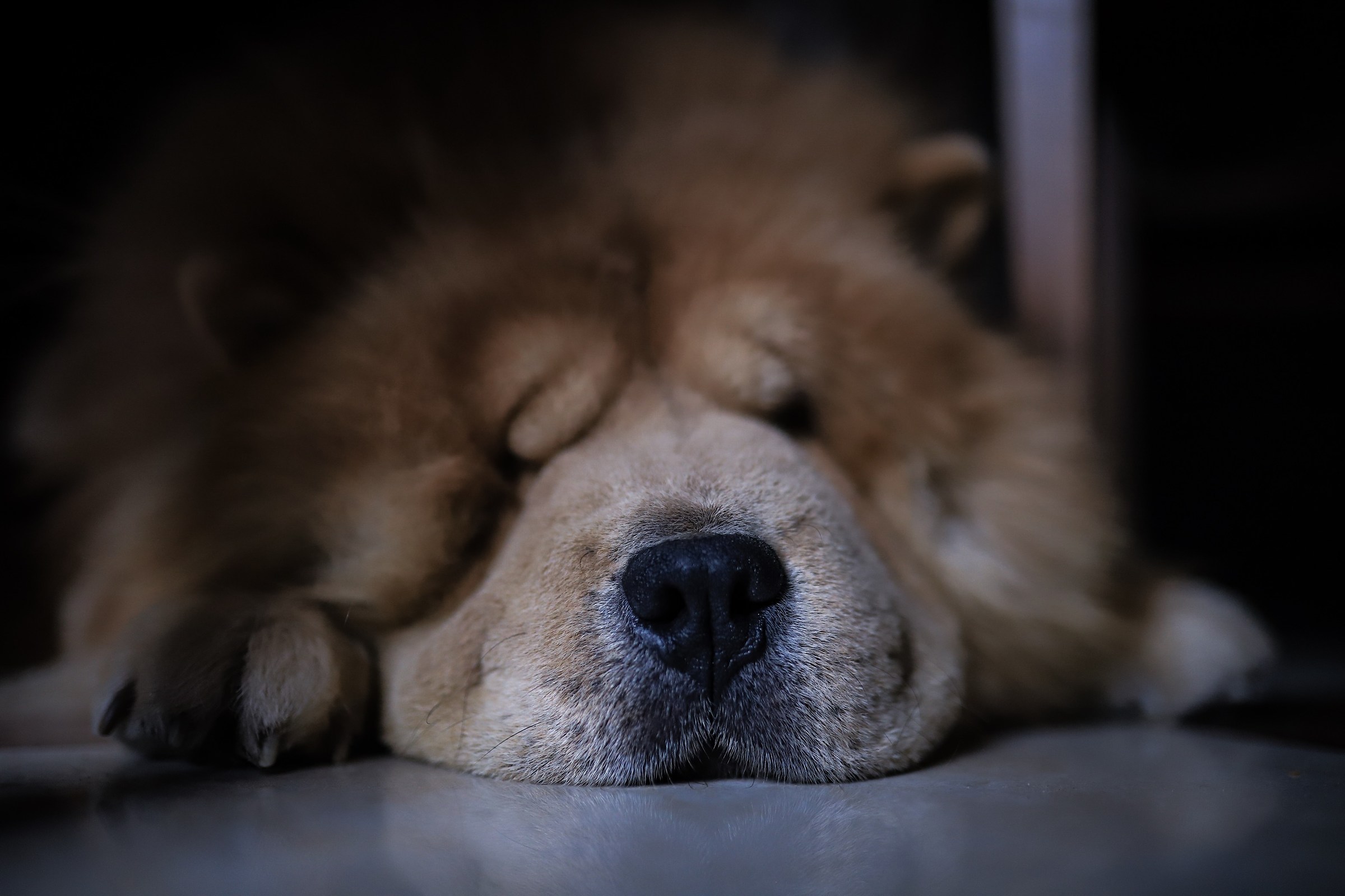 Chowchow