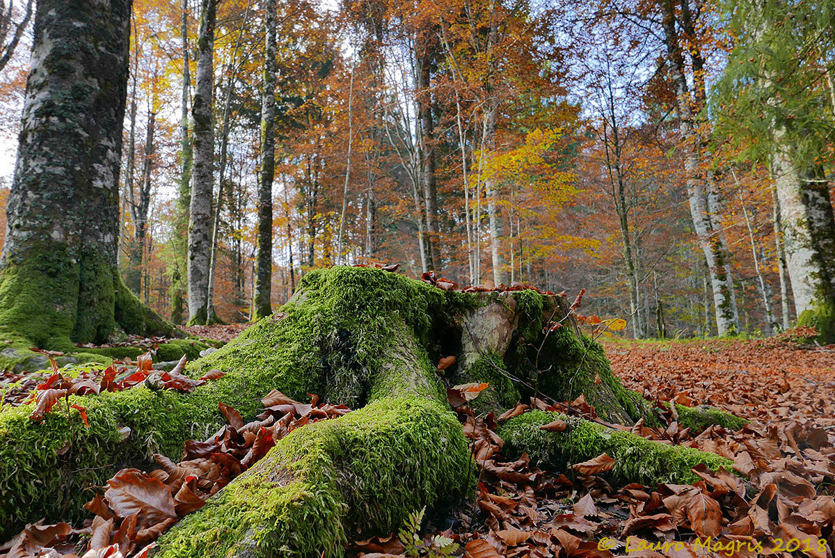 Il piede del gigante