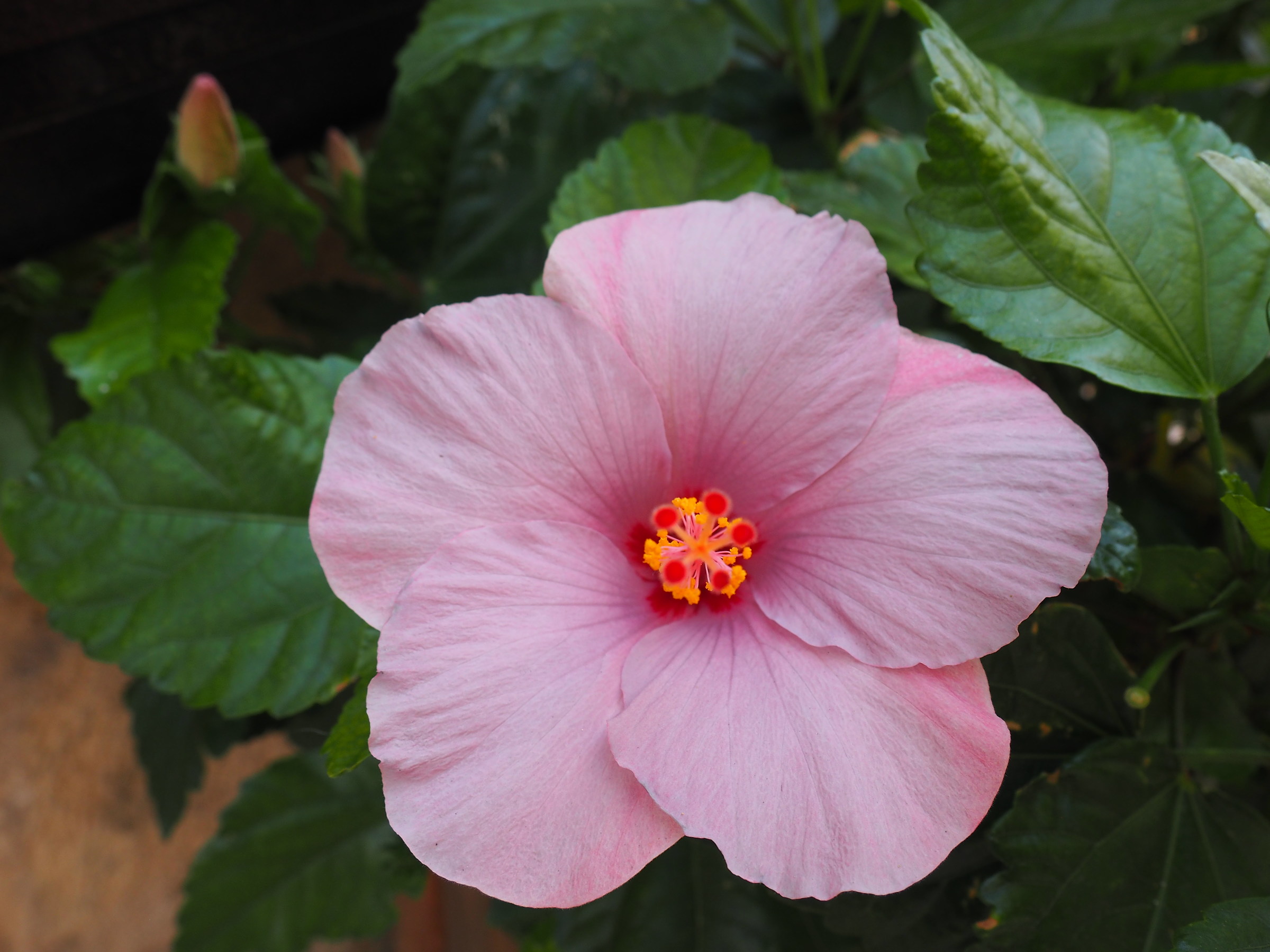 Al cuore del fiore...