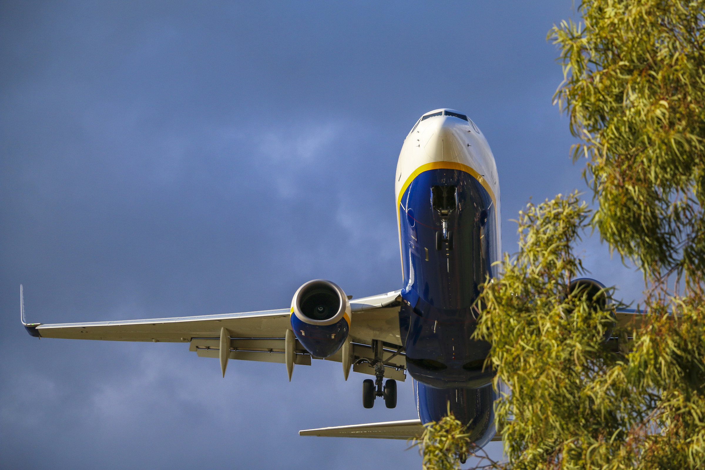 Behind the tree is hiding something