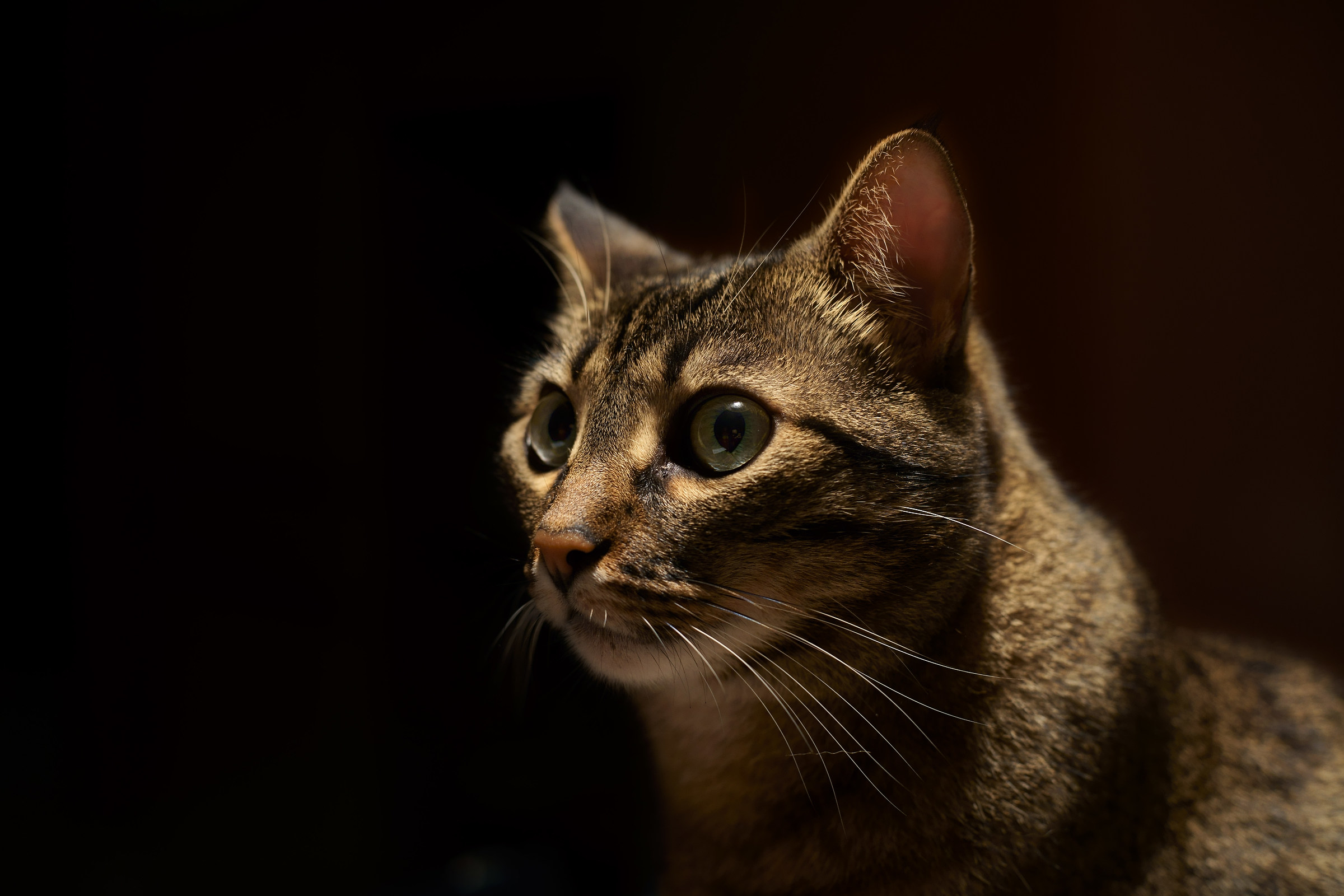 Sony A7II + Olympus 50mm f 1.8 TEST