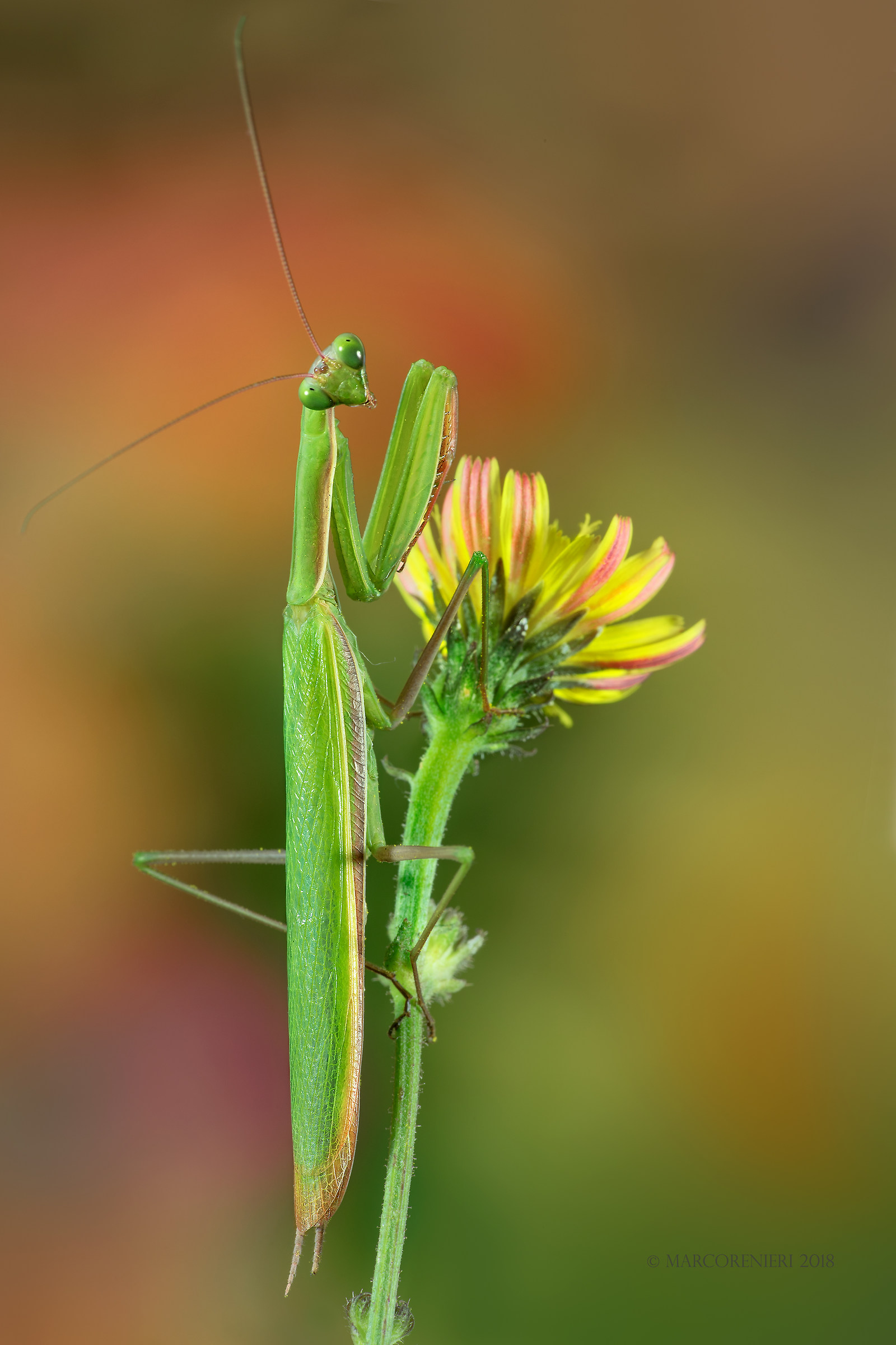 Praying mantis
