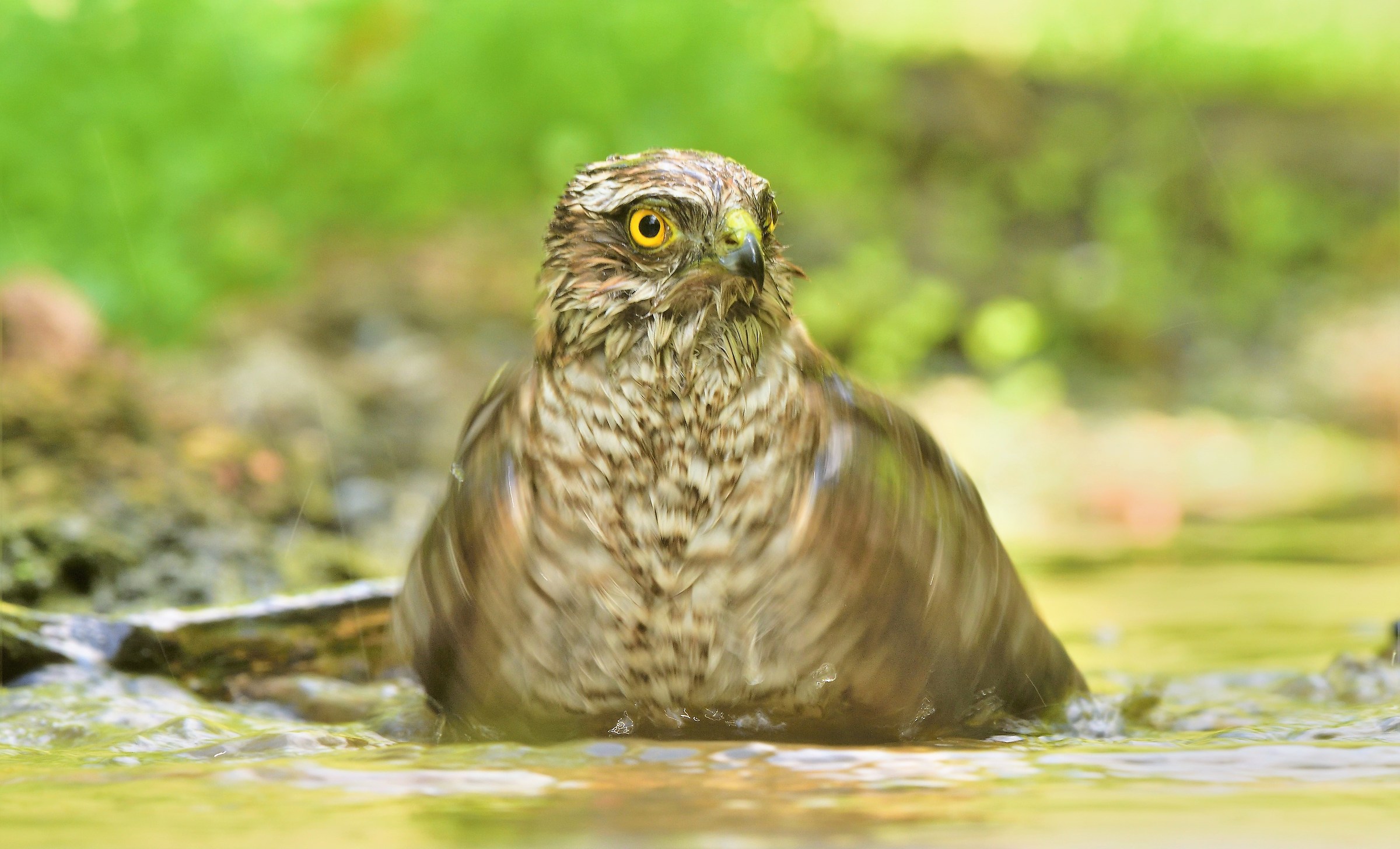 Young Sparrowhawk at the bath