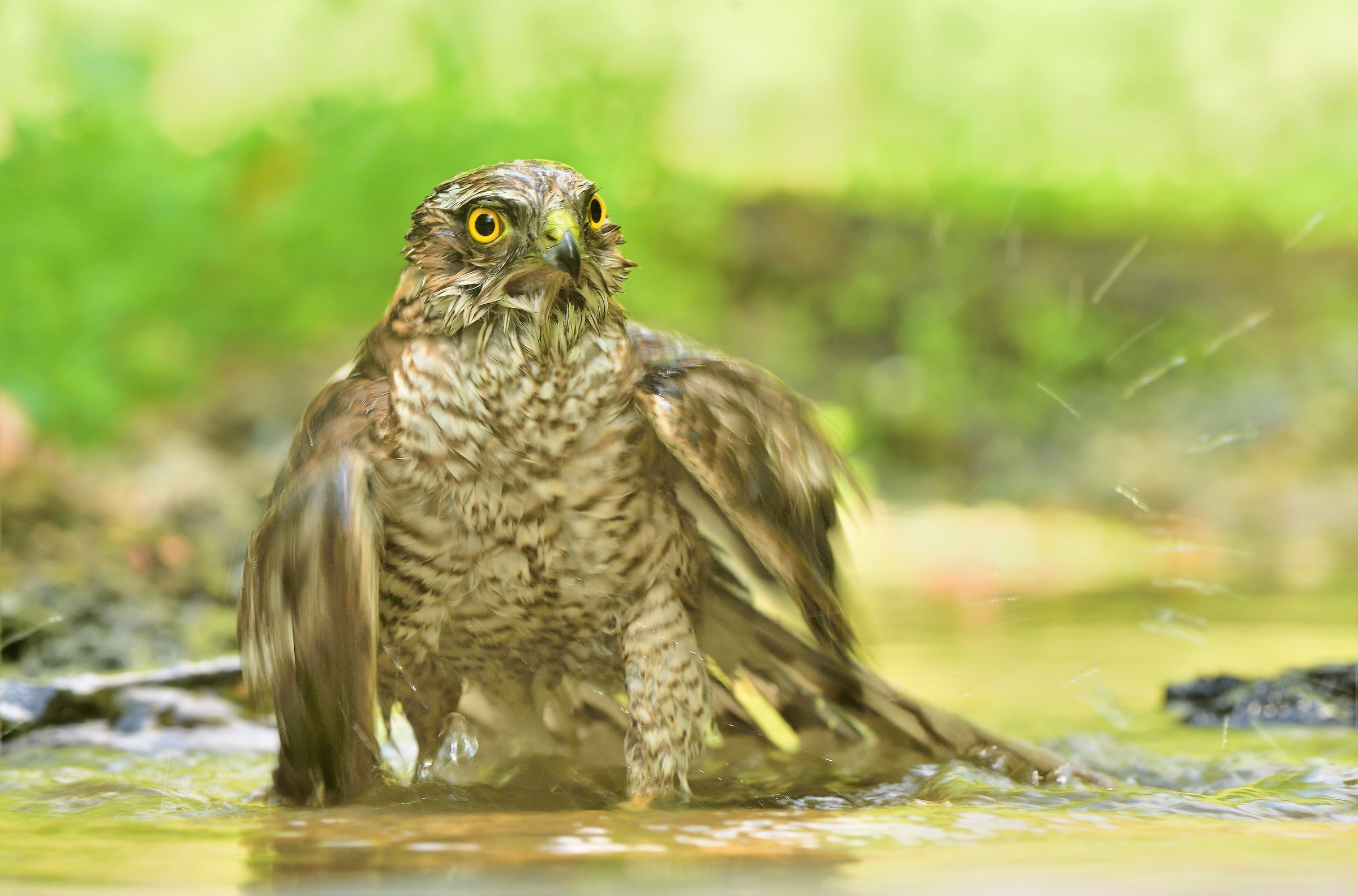 Young Sparrowhawk at the bath