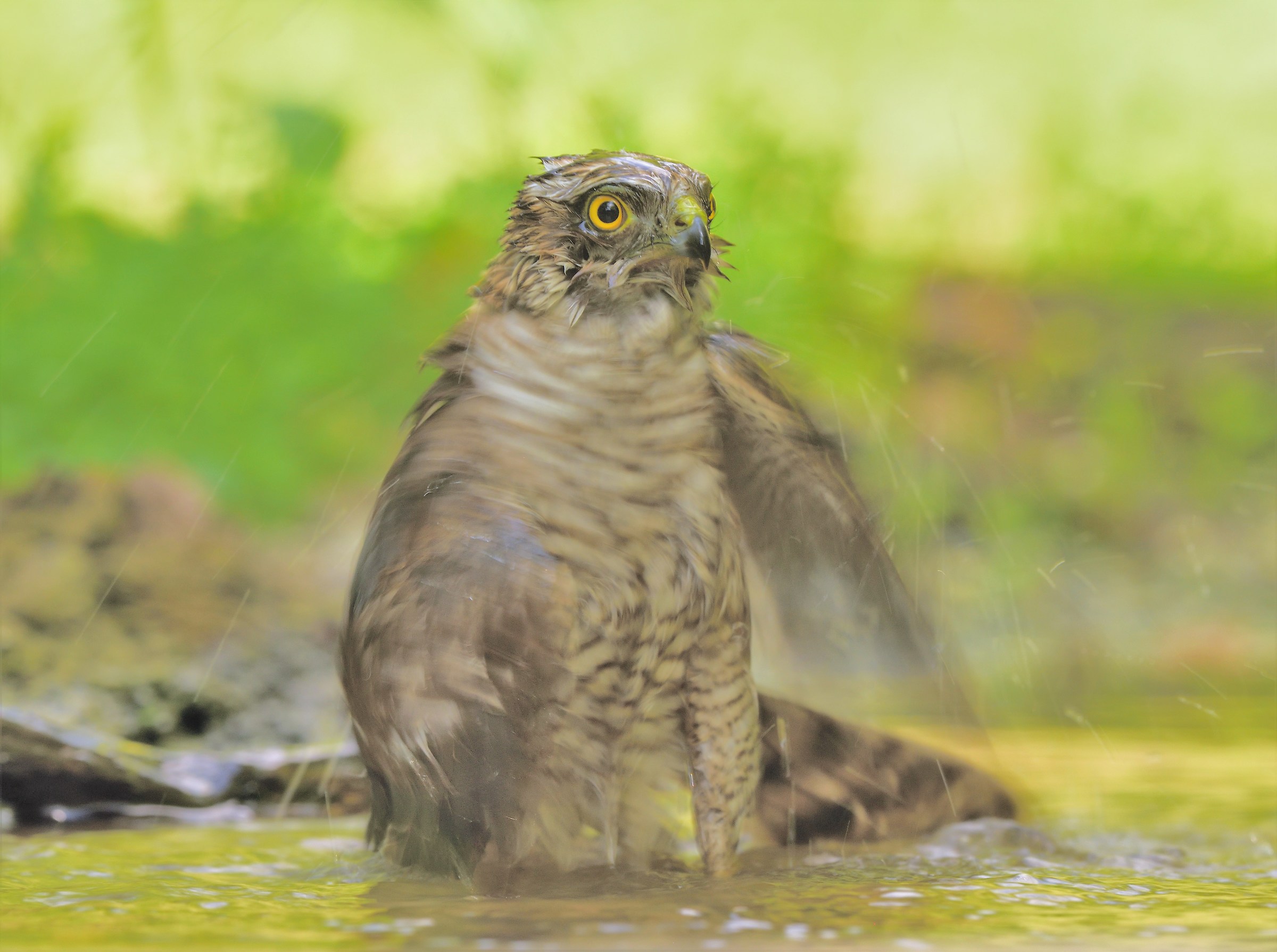 Young Sparrowhawk at the bath