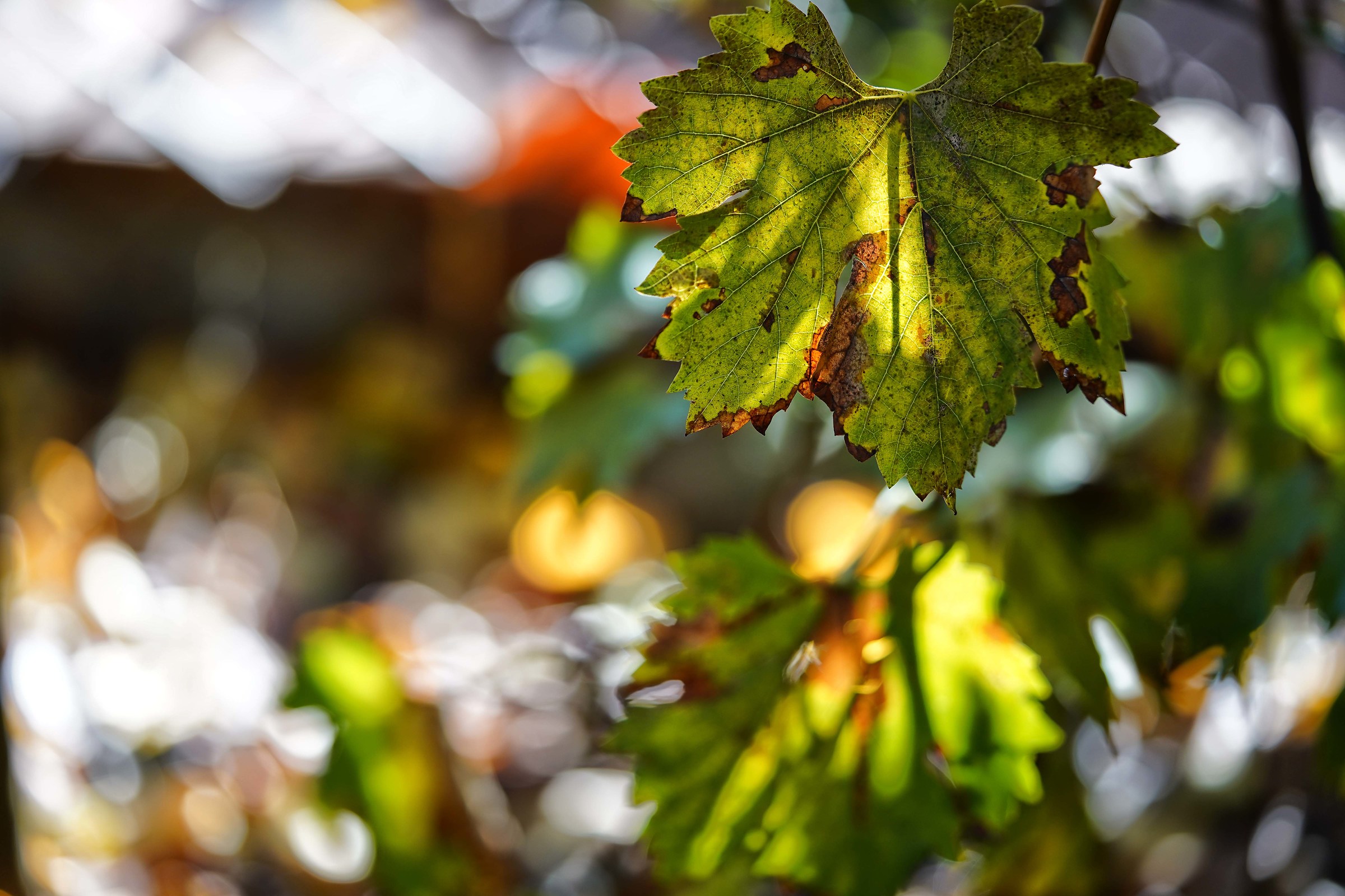 Prova 90 macro 2.8 Sony