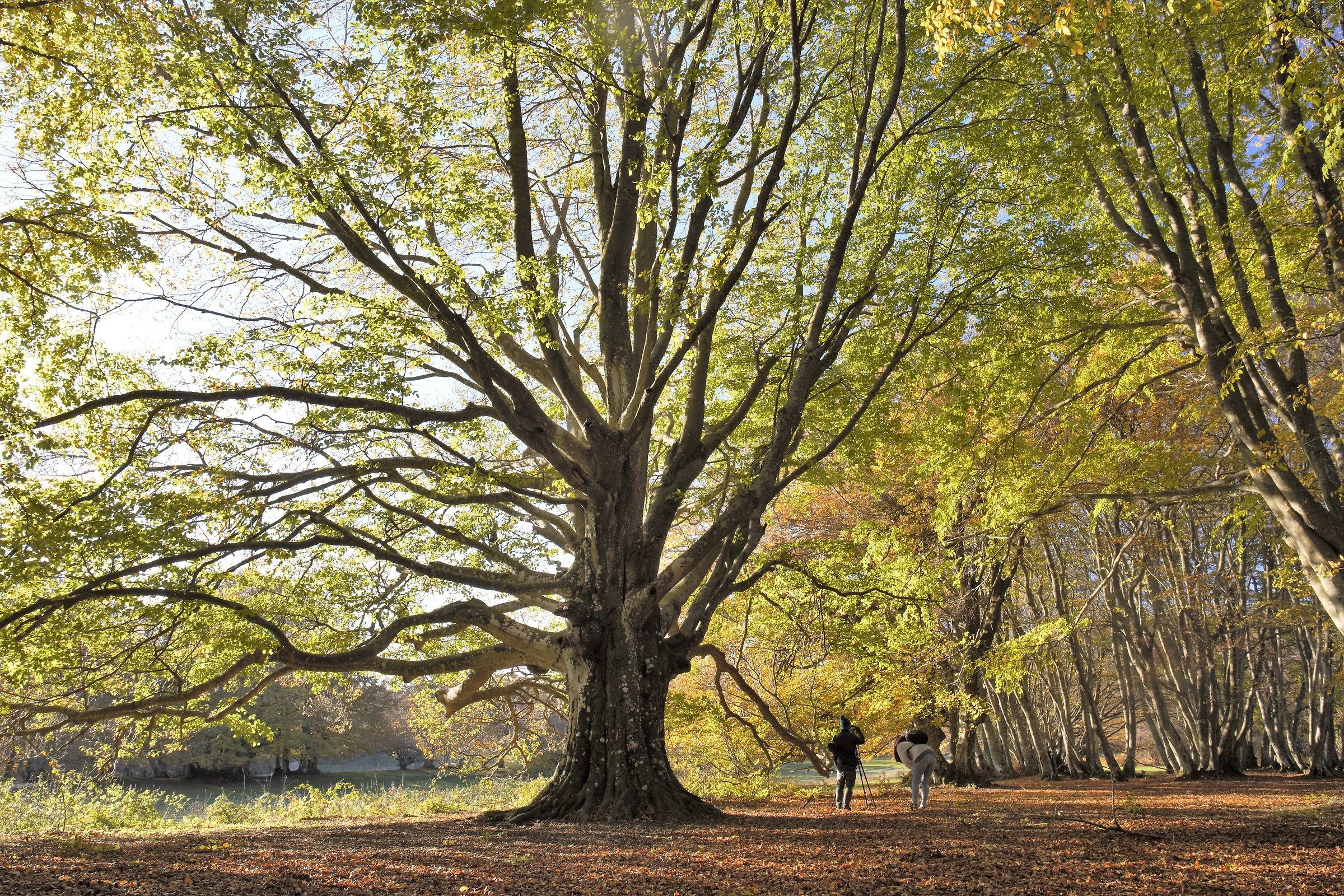 Piccoli sotto il grande faggio
