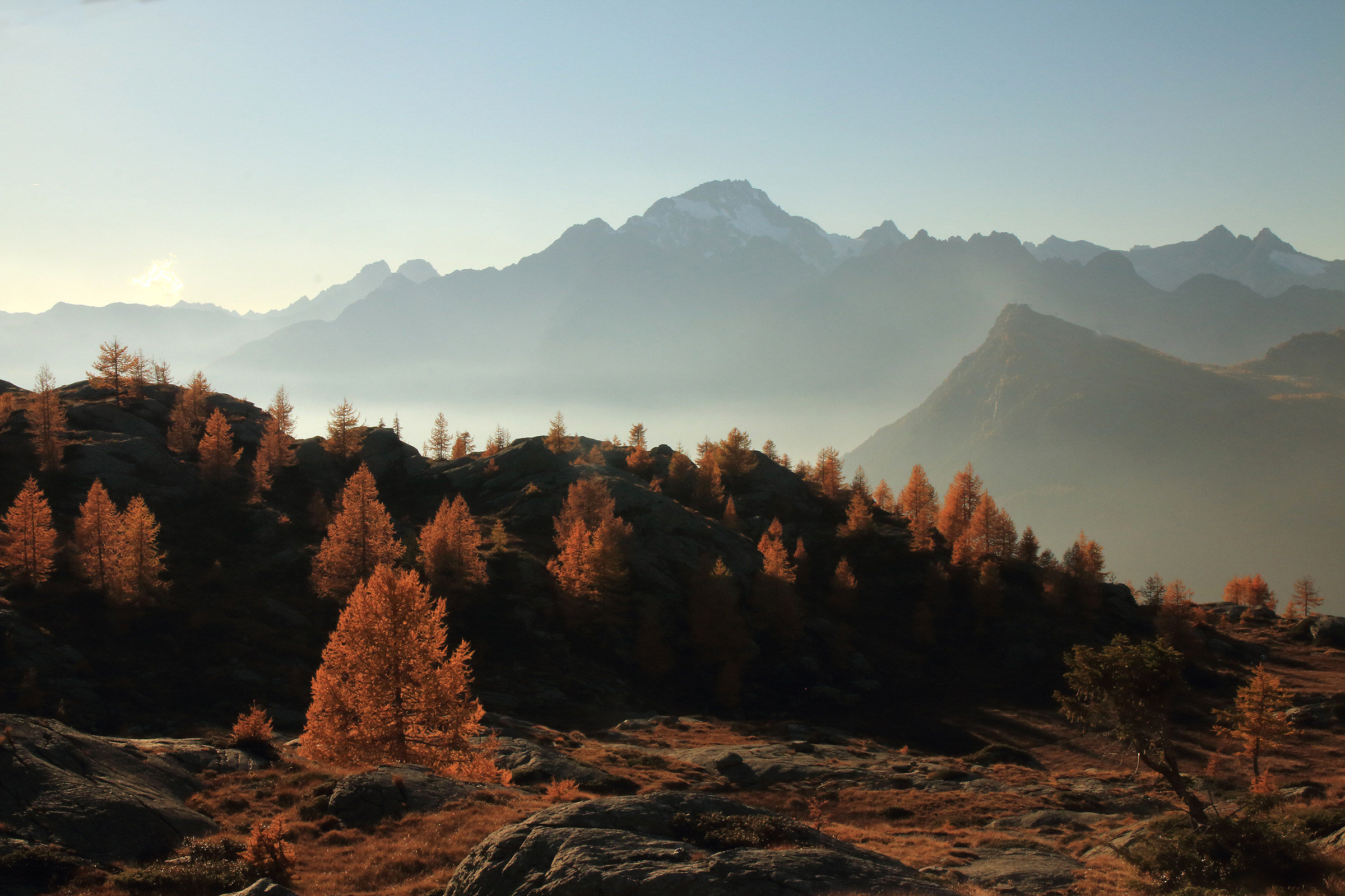 Late hour between the larches of Campagneda