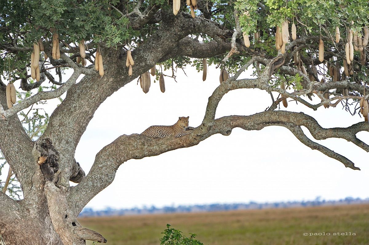leopard on a tree branch
