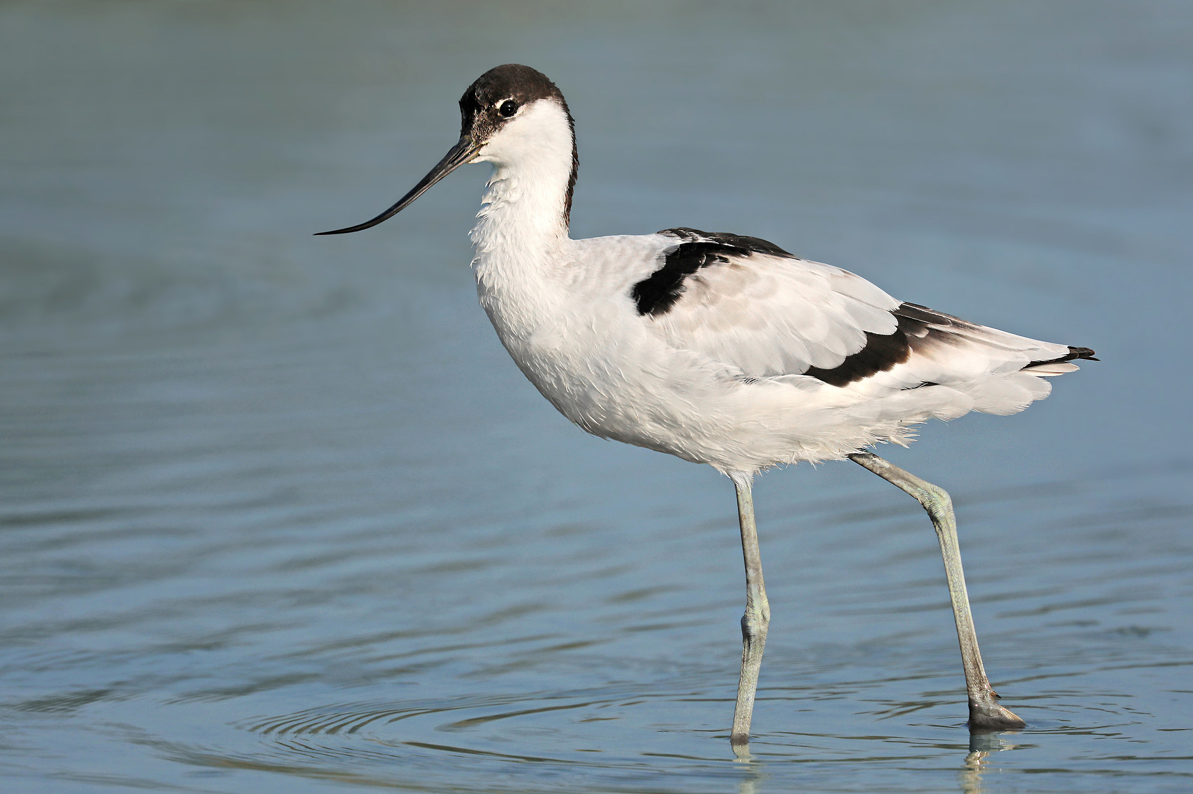 Avocet