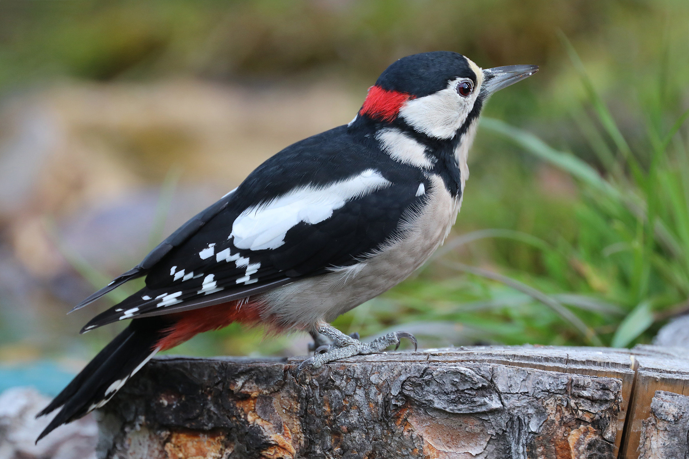Senior Red Woodpeckers
