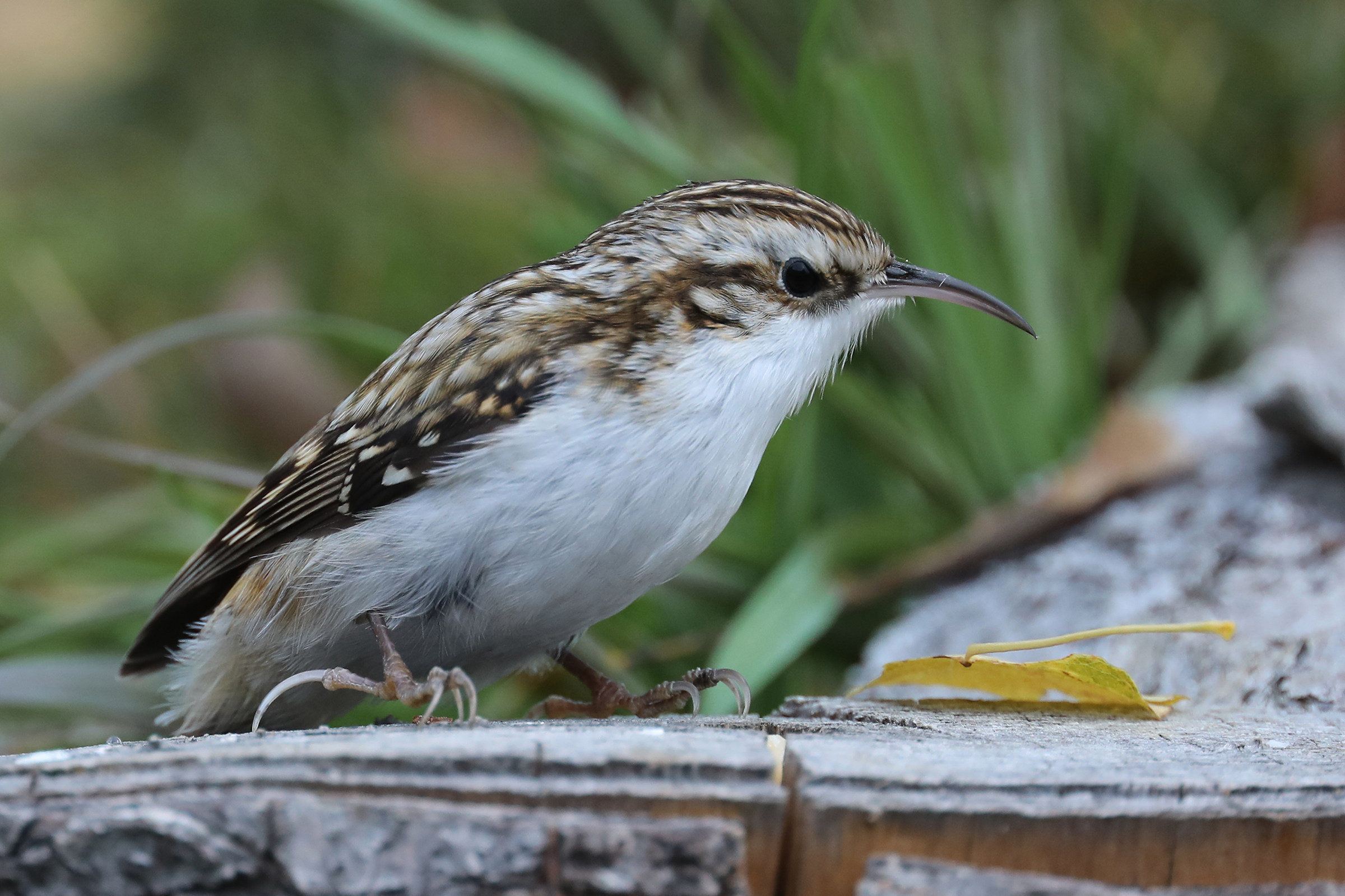 Alpine Treecreeper