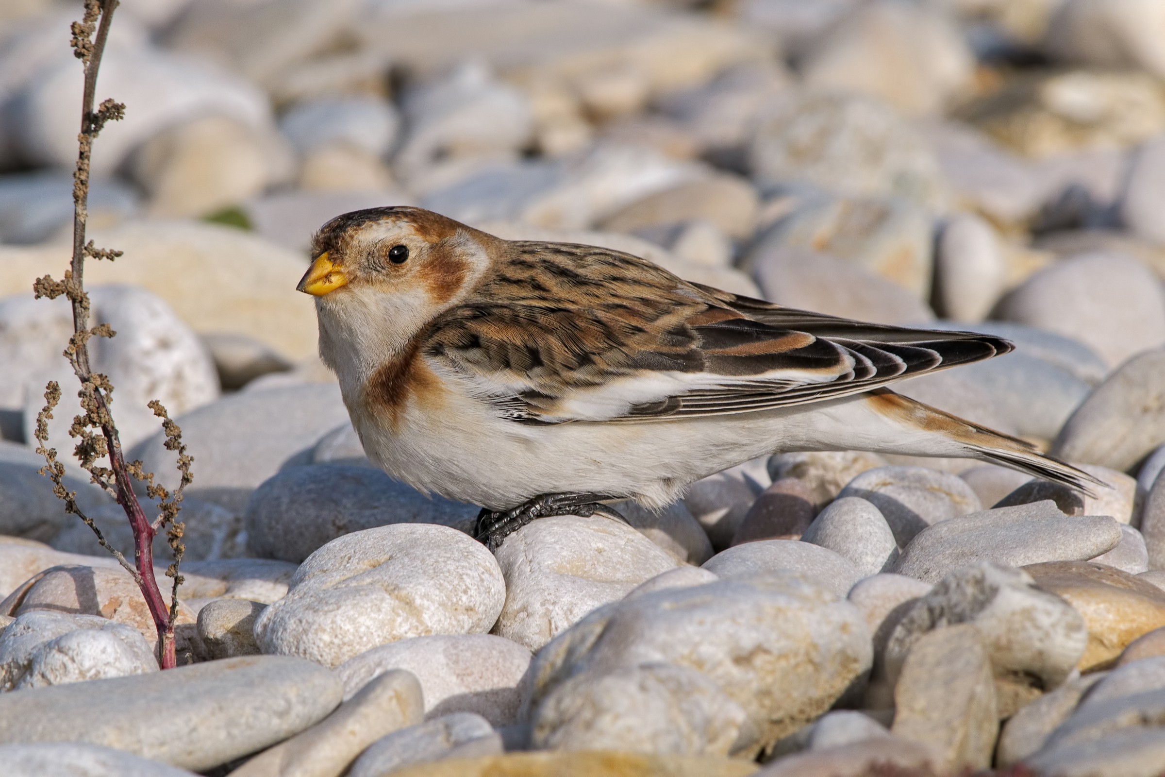Snow Bunting (Plectrophenax nivalis)