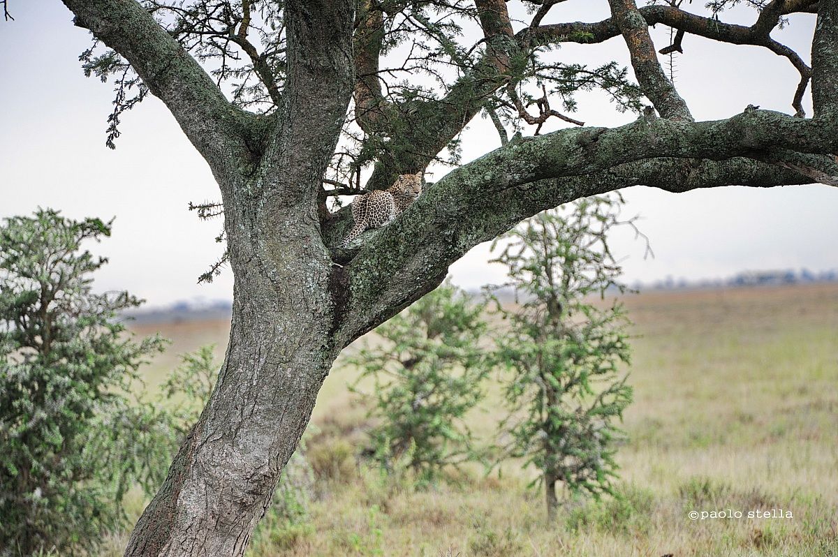 leopard on a tree
