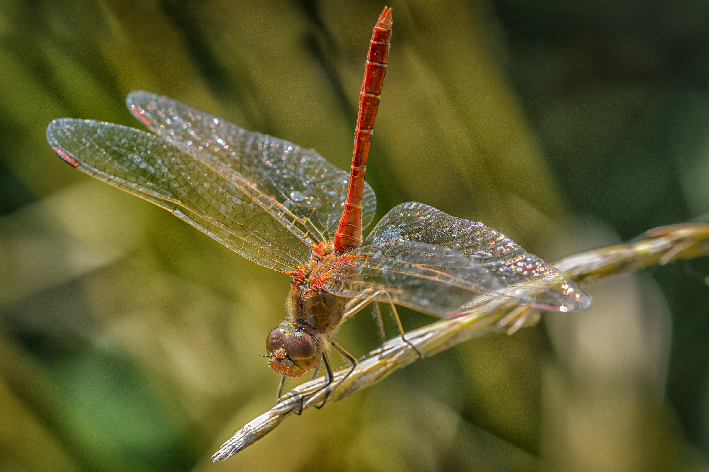 Dragonfly 01