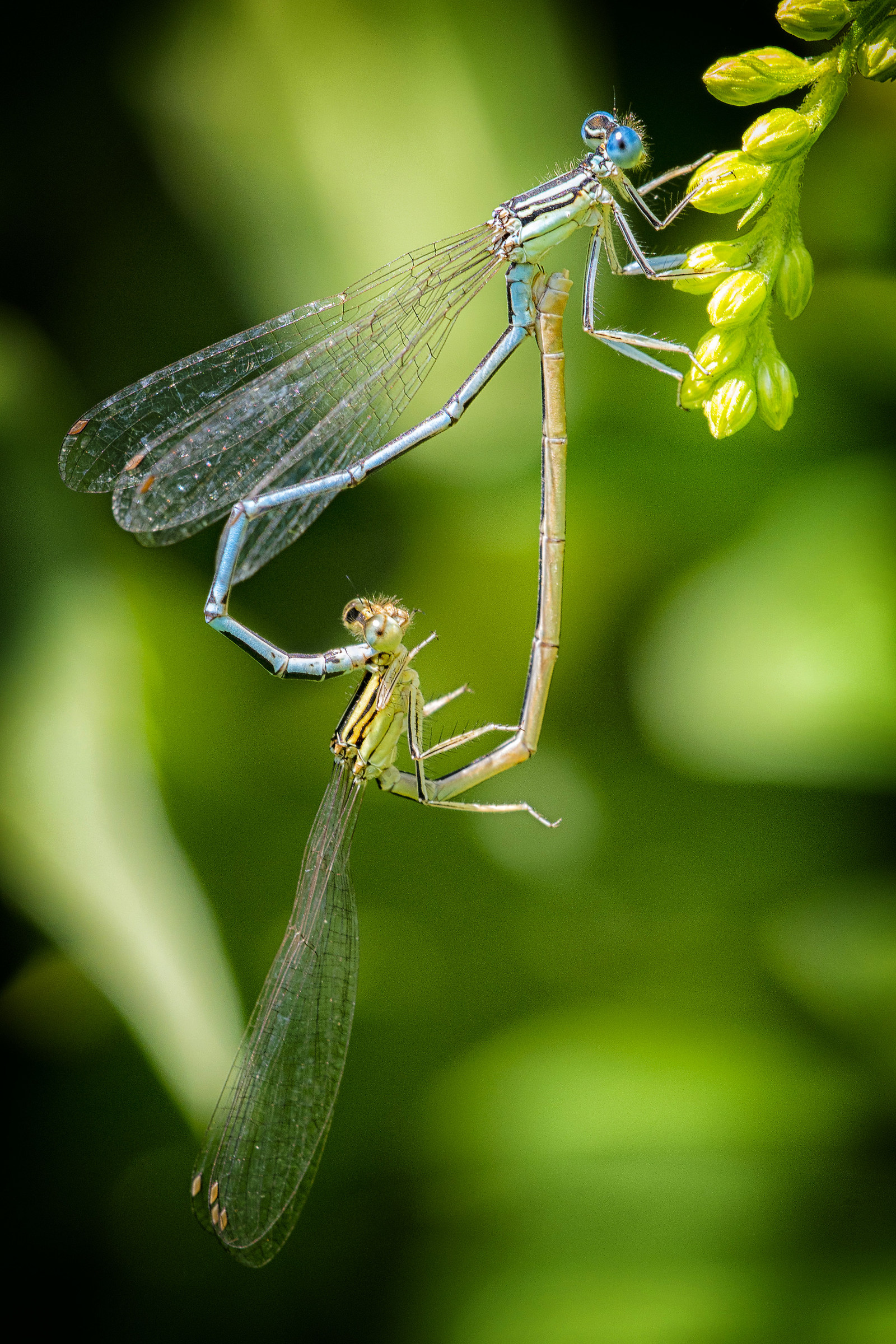 Dragonfly 03
