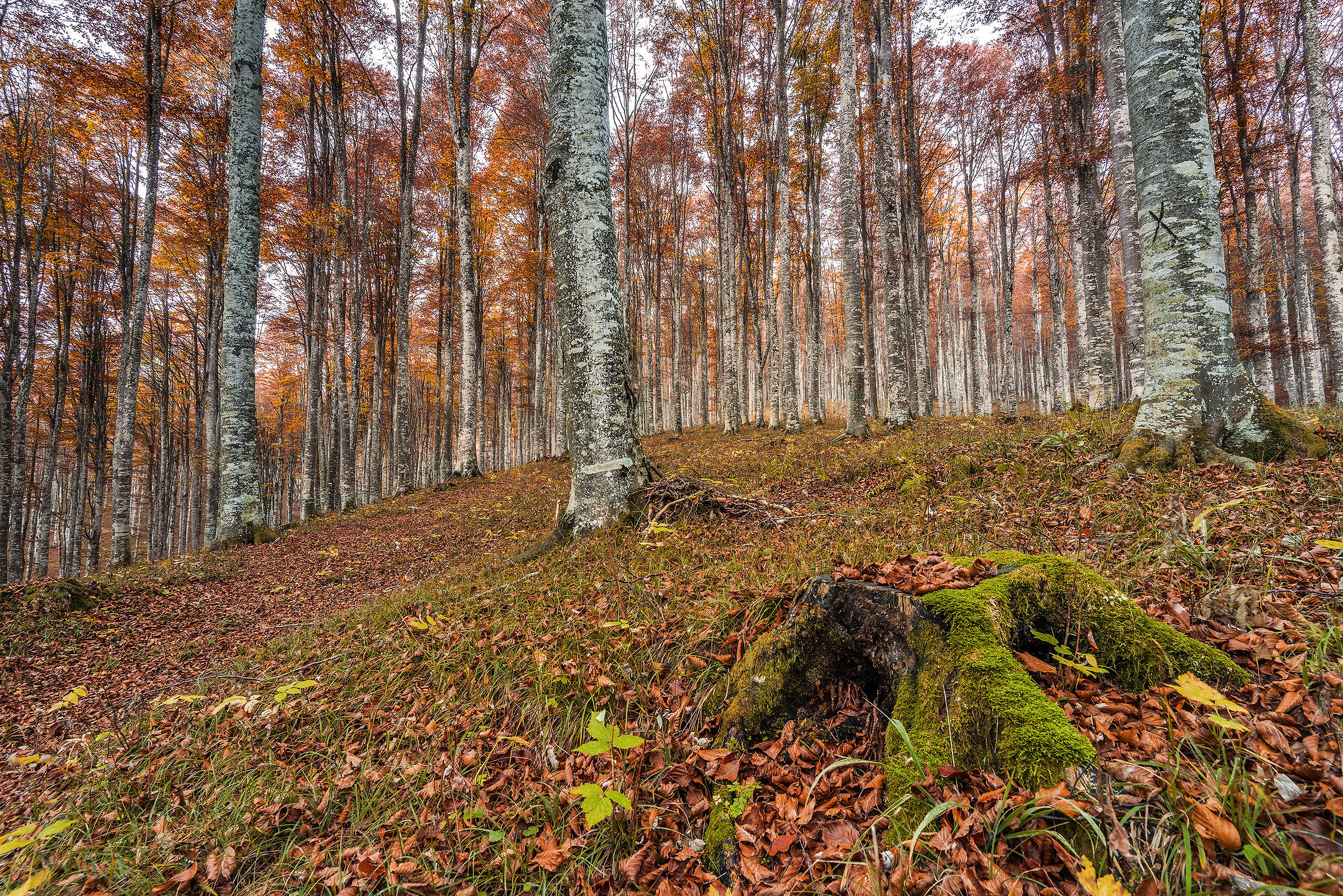 Autunno in Cansiglio