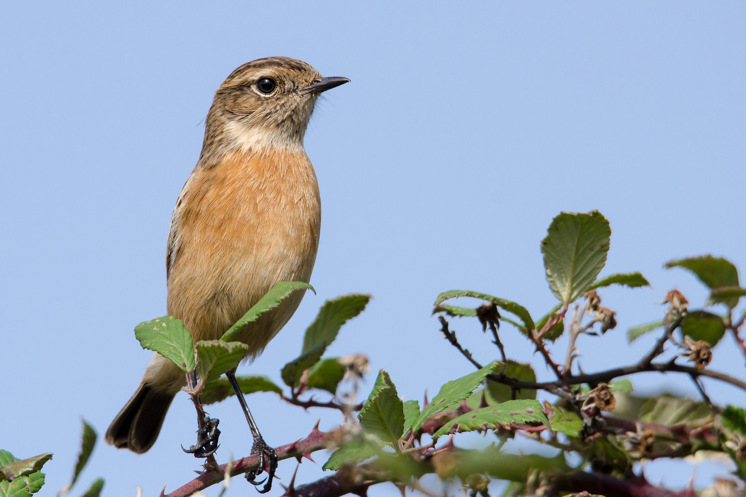 Stonechat