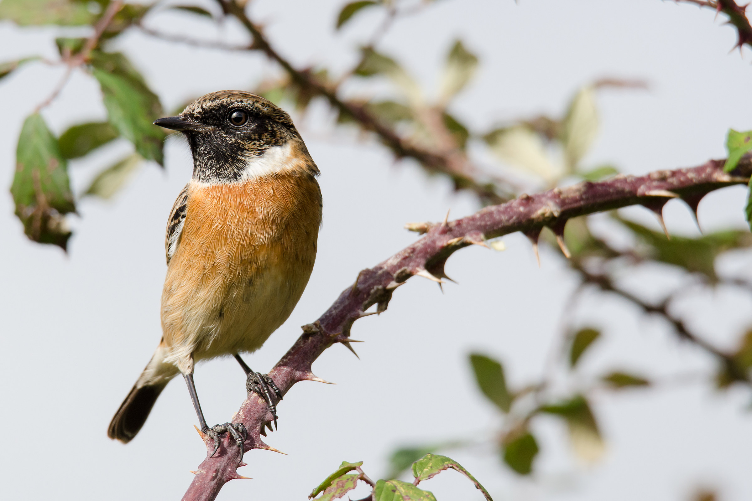 Stonechat