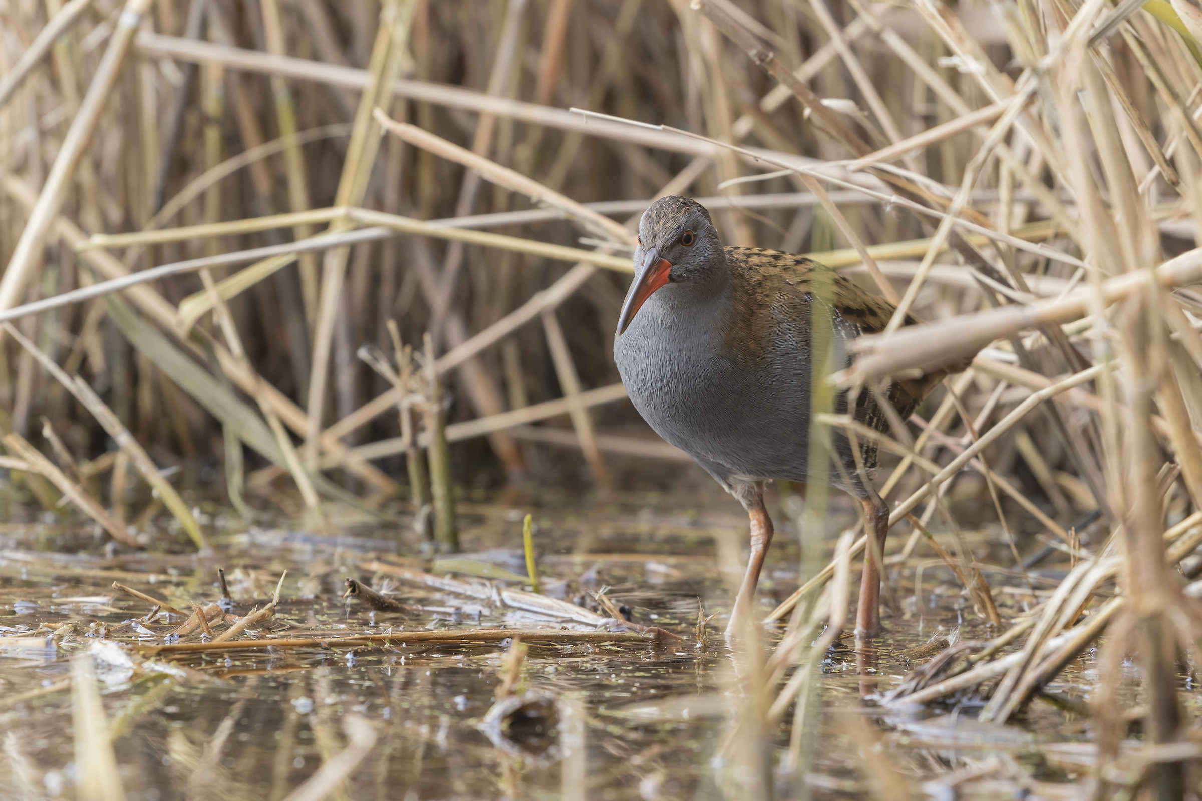 Water Rail