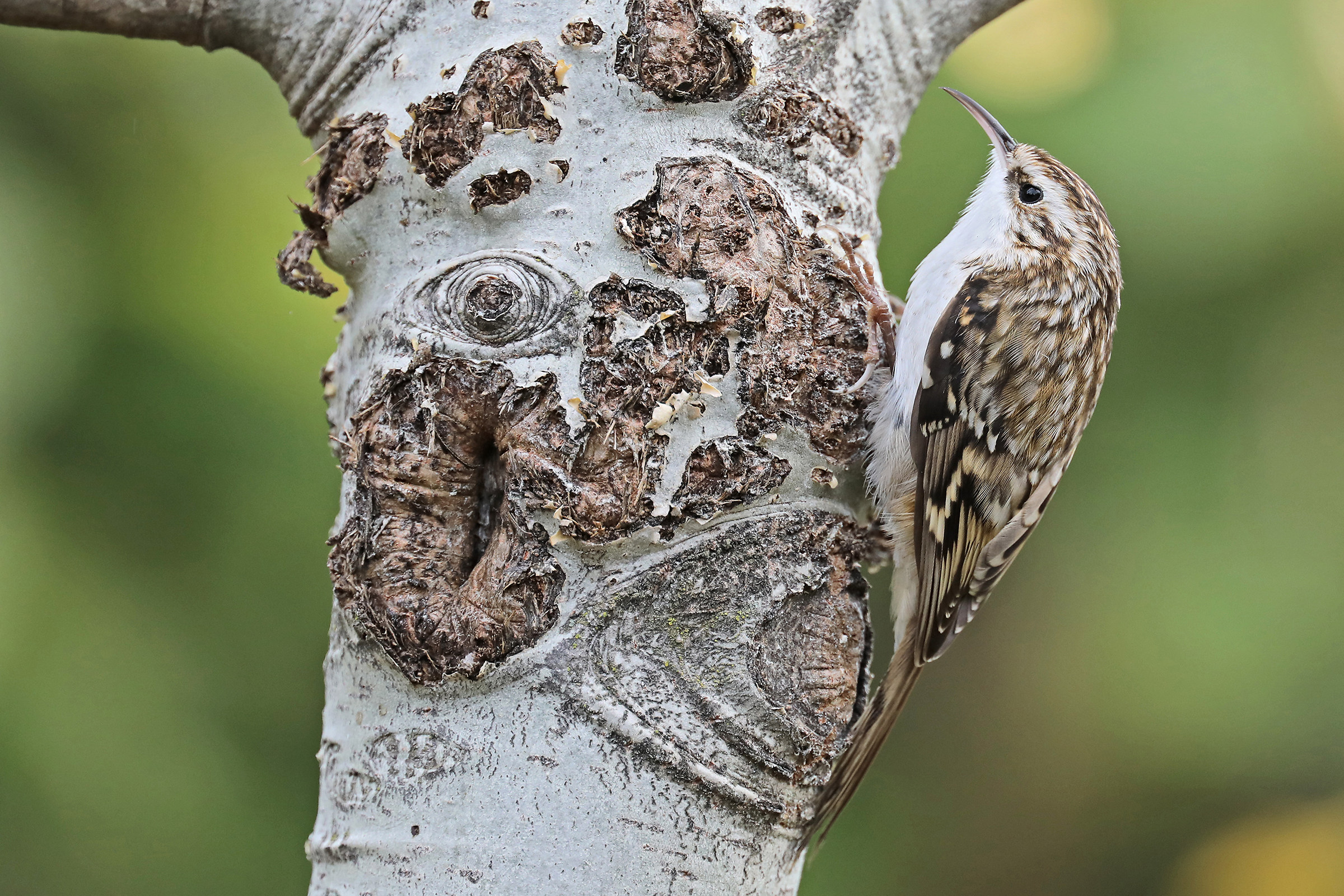 Alpine Treecreeper