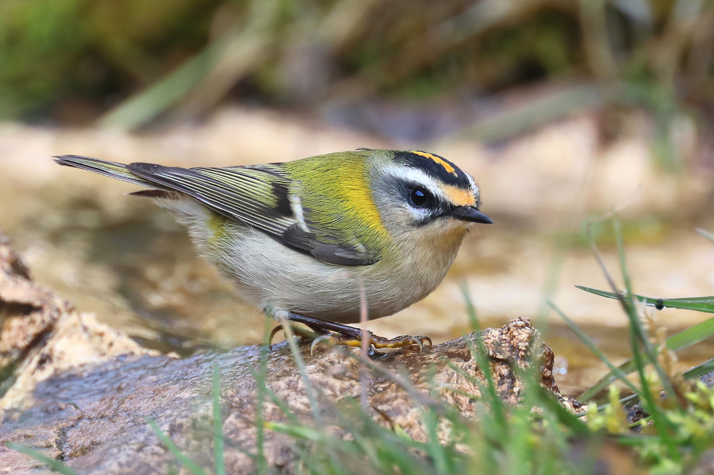 Firecrest